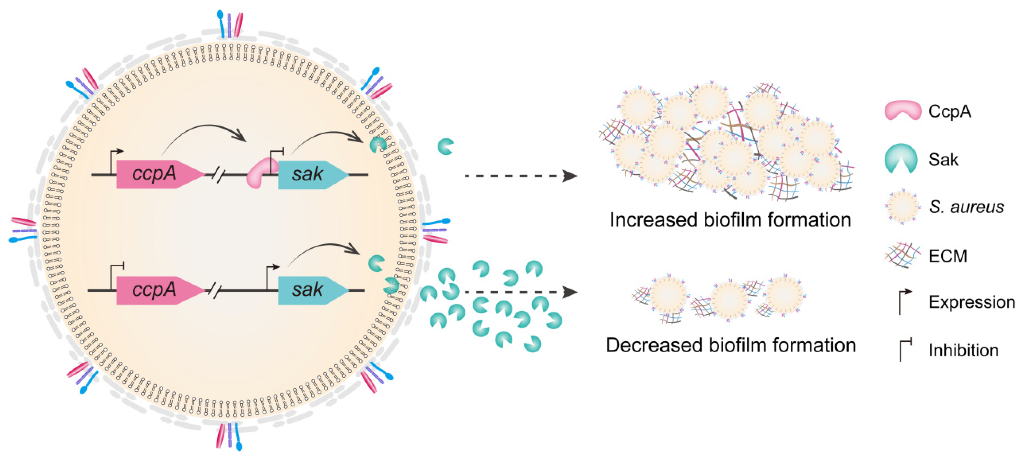 Antibiotics 11 01426 g006 Antibiotics 11 01426 g006