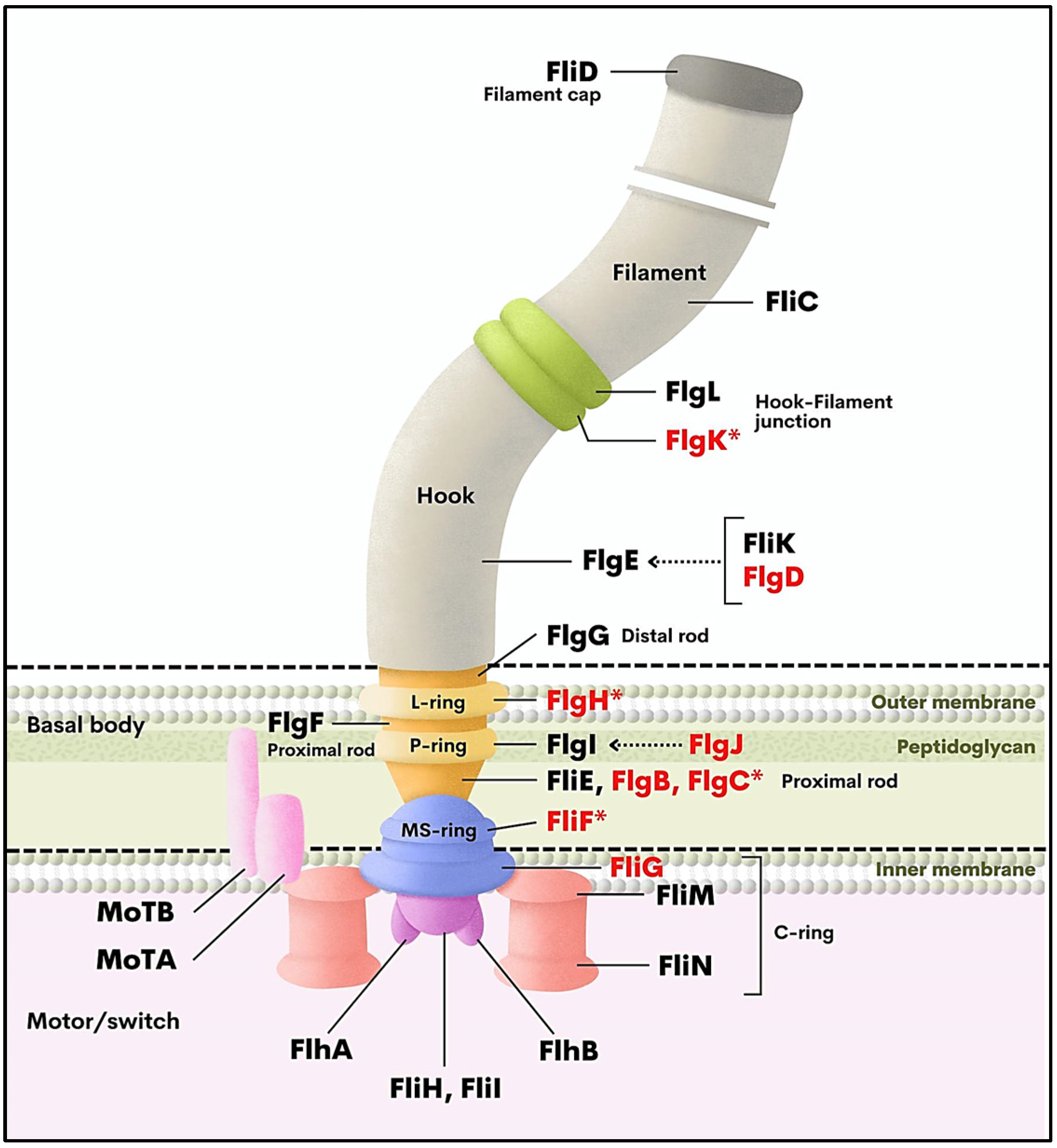 Antibiotics 11 01436 g003