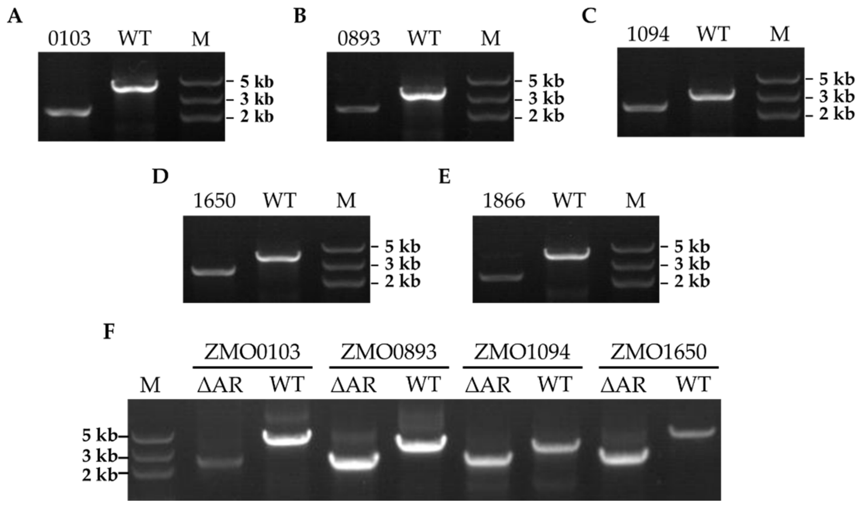 【500円引きクーポン】 of Characterization and Identification Genes to Related テーブル・チェア・ハンモック