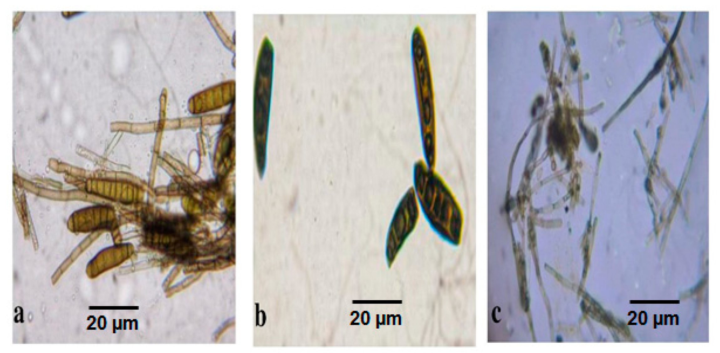 Antibiotics 11 01533 g002