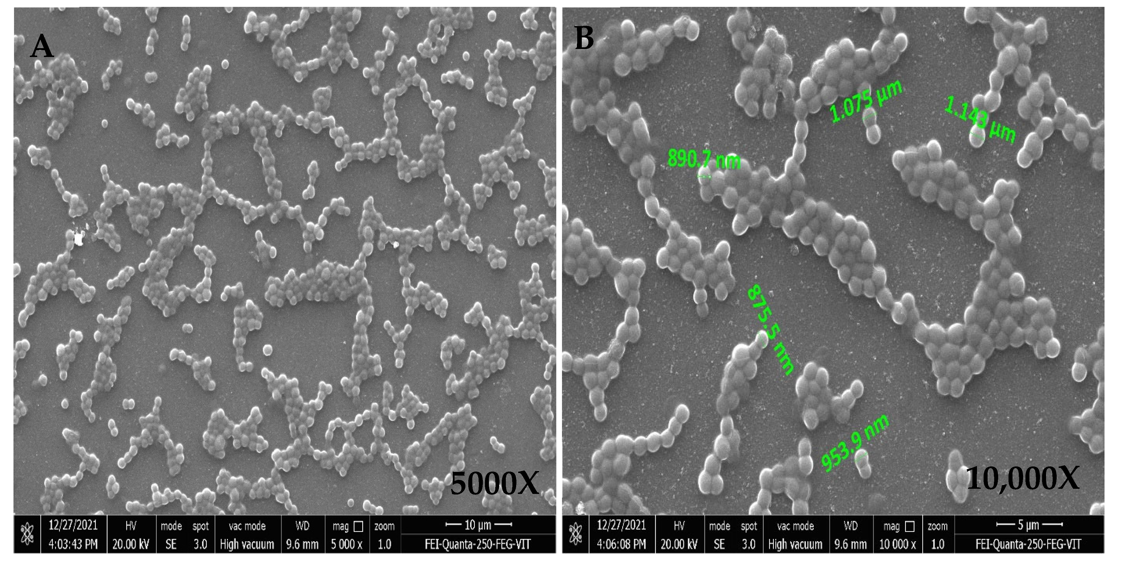 Antibiotics 11 01546 g002