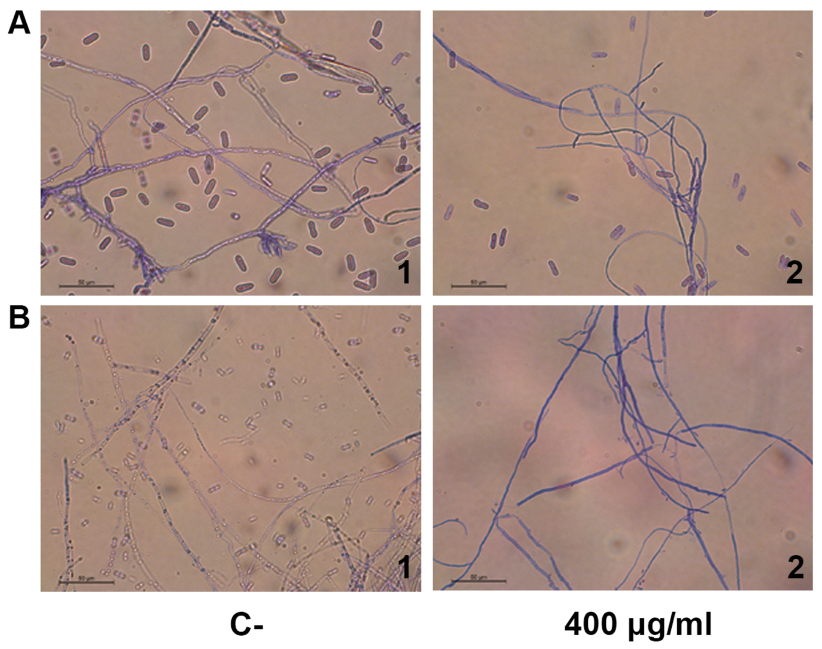 Antibiotics 11 01558 g003