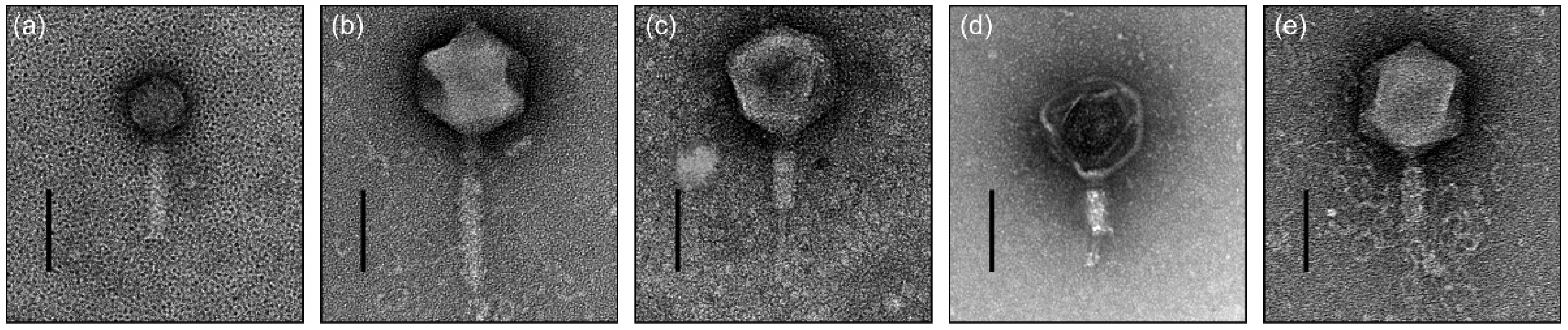 Antibiotics 11 01566 g001