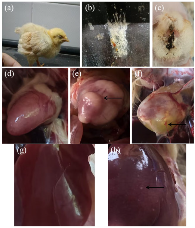 Antibiotics 11 01579 g001