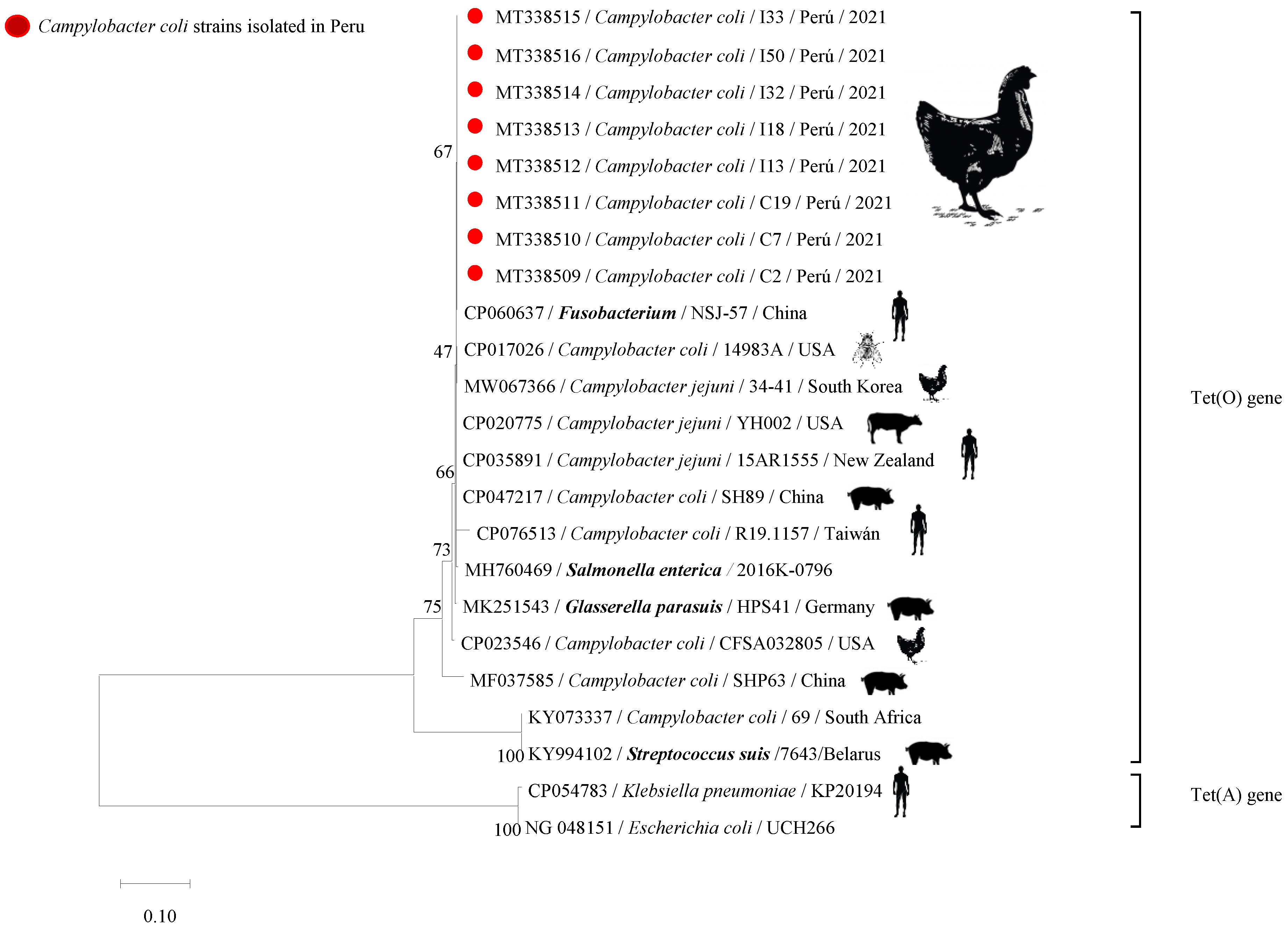 Why NZ remains a campylobacter capital