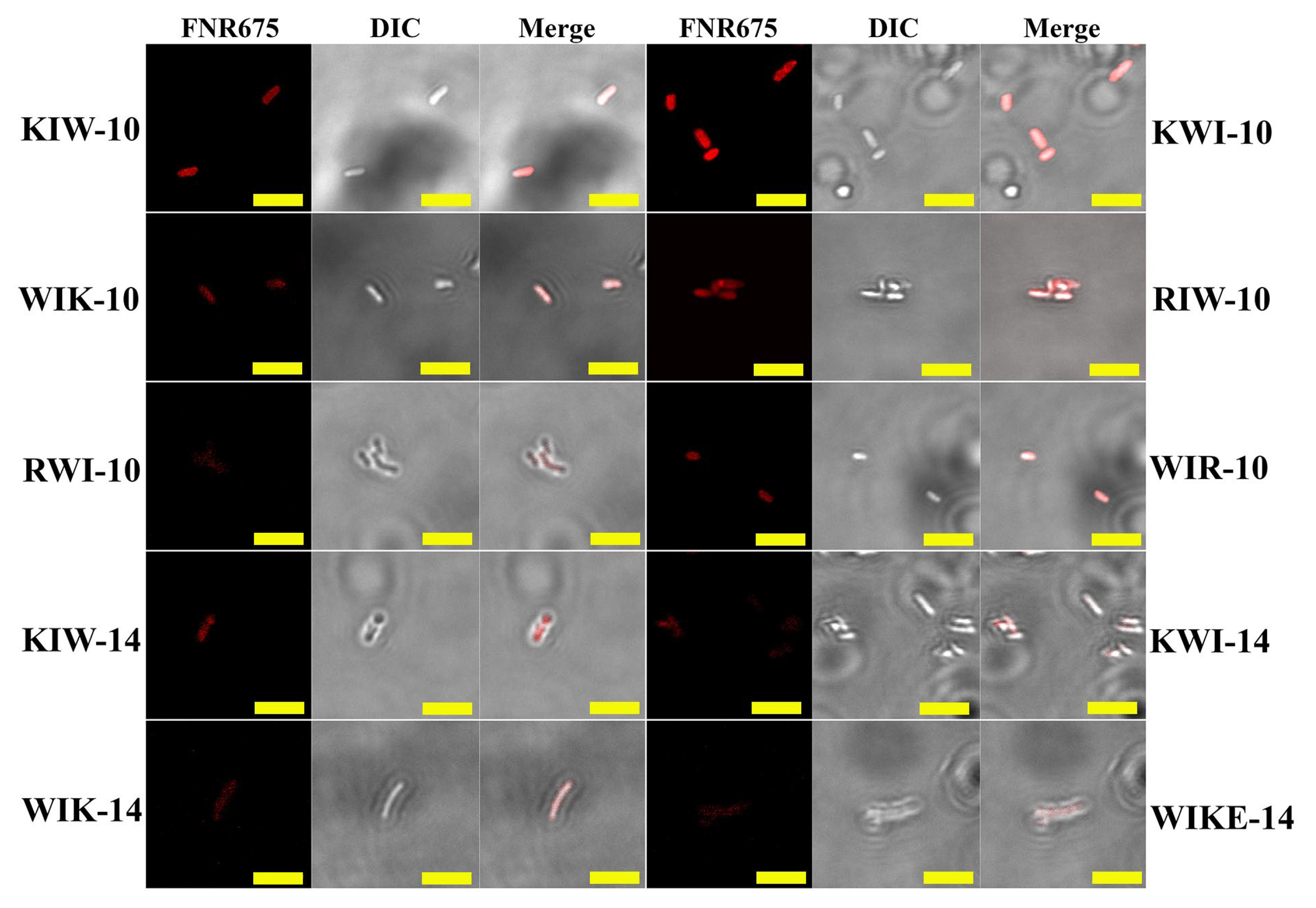Antibiotics 11 01619 g004 Antibiotics 11 01619 g004