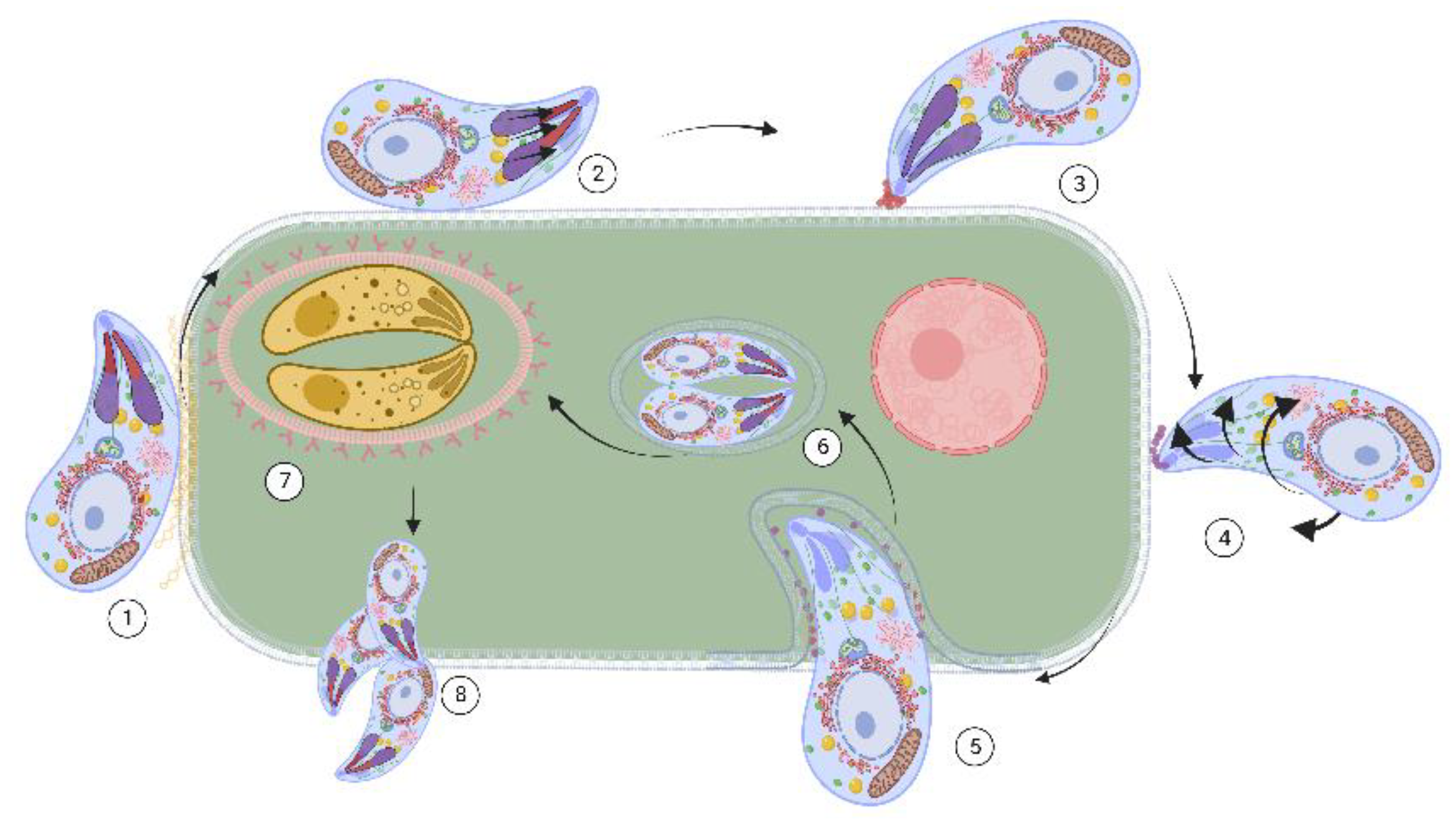 Antibiotics 11 01658 g001 Antibiotics 11 01658 g001