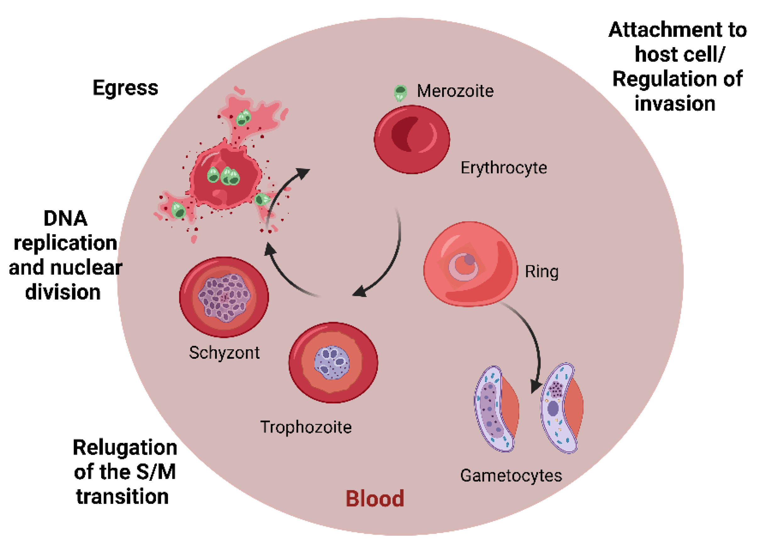 Antibiotics 11 01658 g005 Antibiotics 11 01658 g005