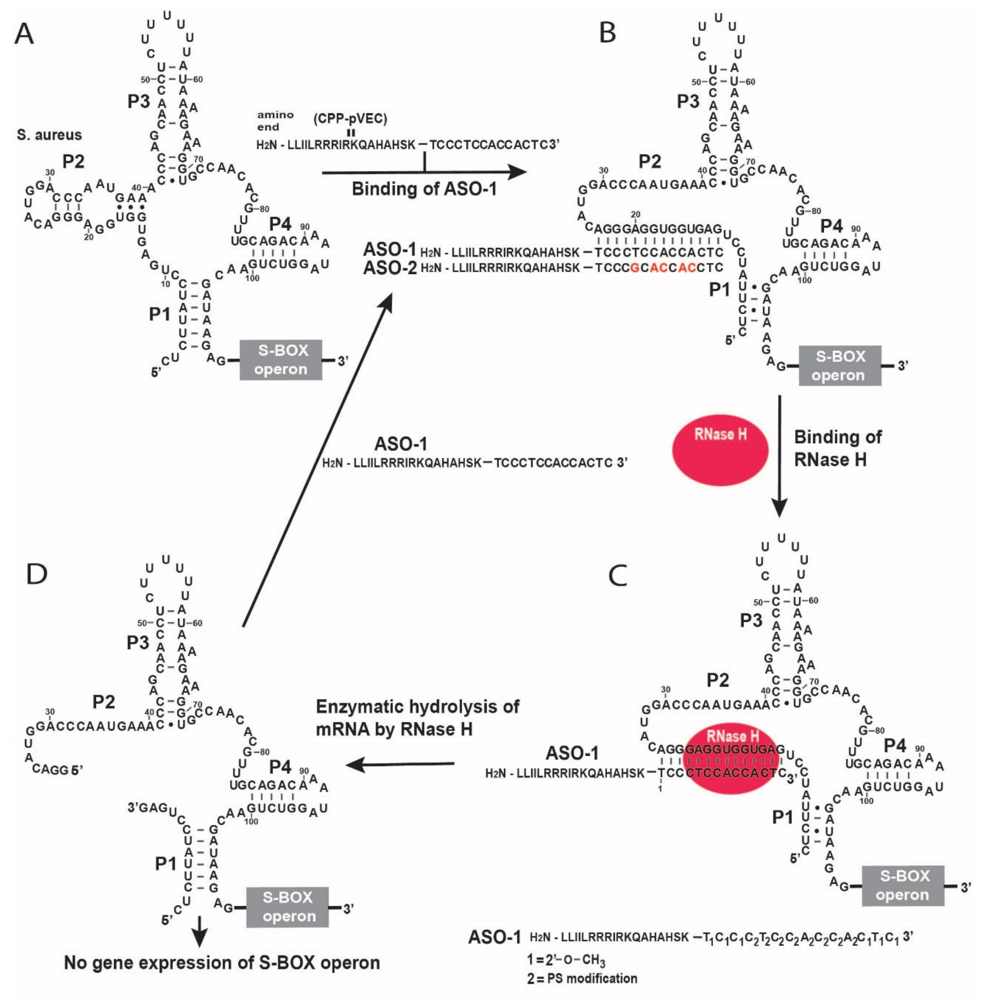 Antibiotics 11 01662 g001