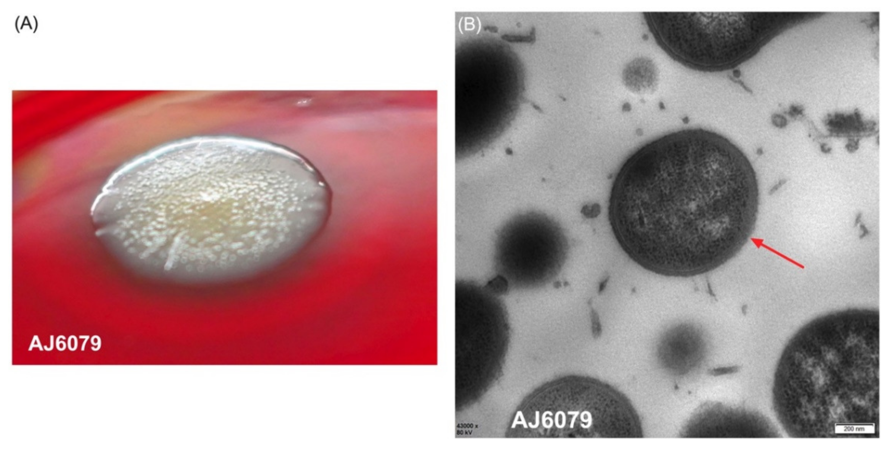 Antibiotics 11 01693 g001