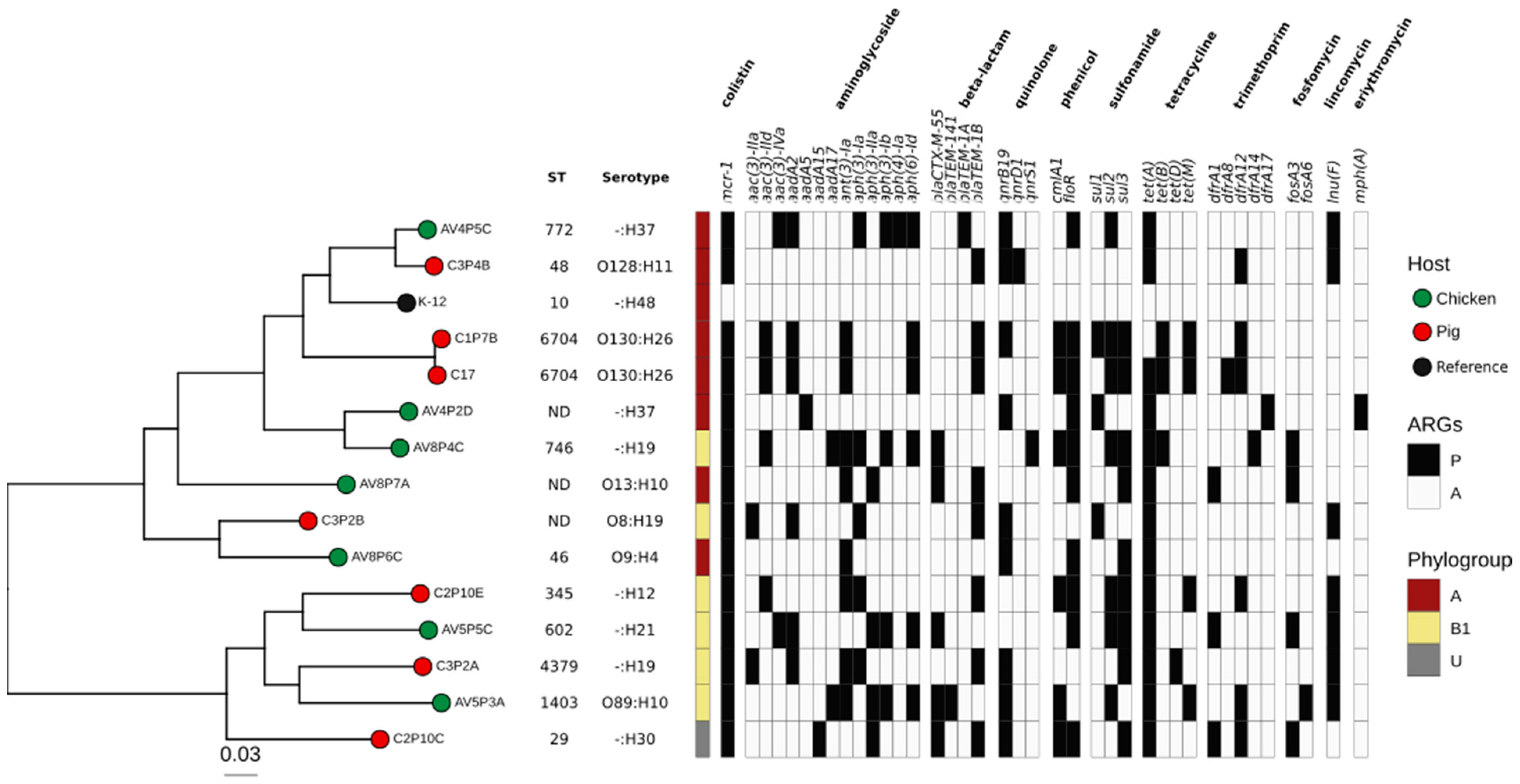 Frontiers  Genomic Characterization of mcr-1.1-Producing Escherichia coli  Recovered From Human Infections in São Paulo, Brazil