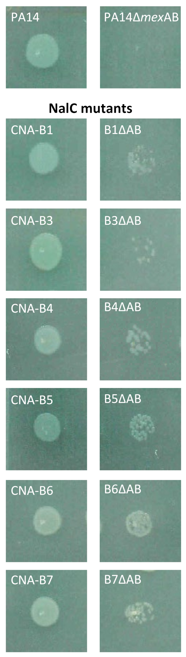 Antibiotics 11 01790 g001 Antibiotics 11 01790 g001