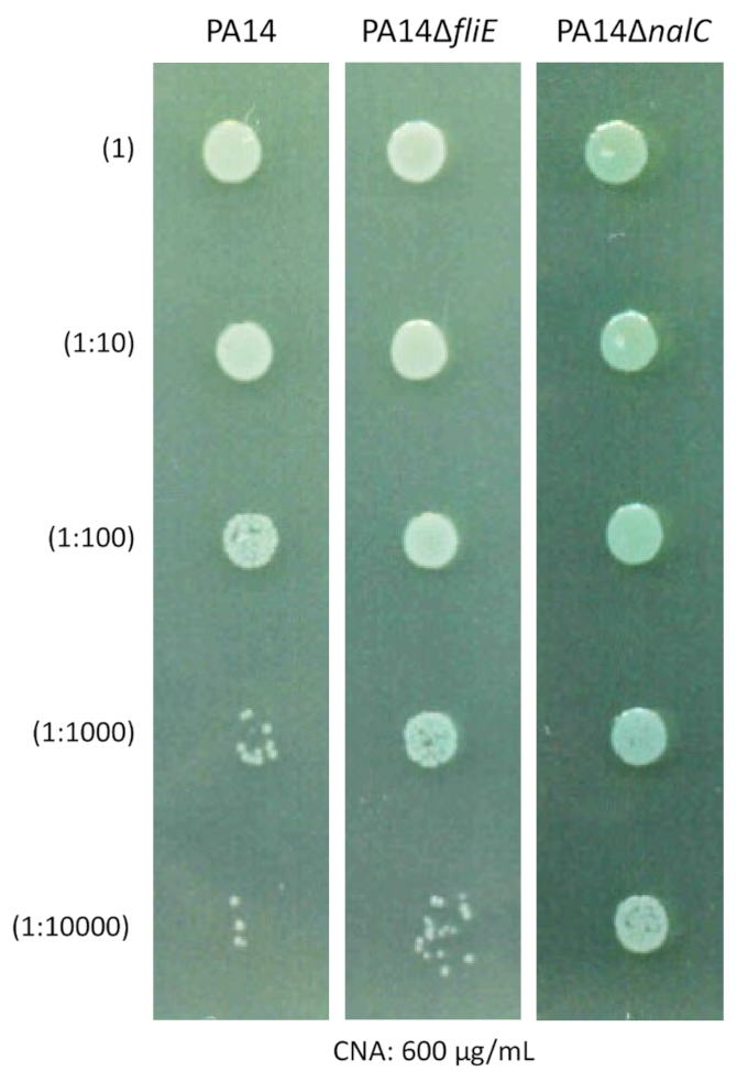Antibiotics 11 01790 g003 Antibiotics 11 01790 g003