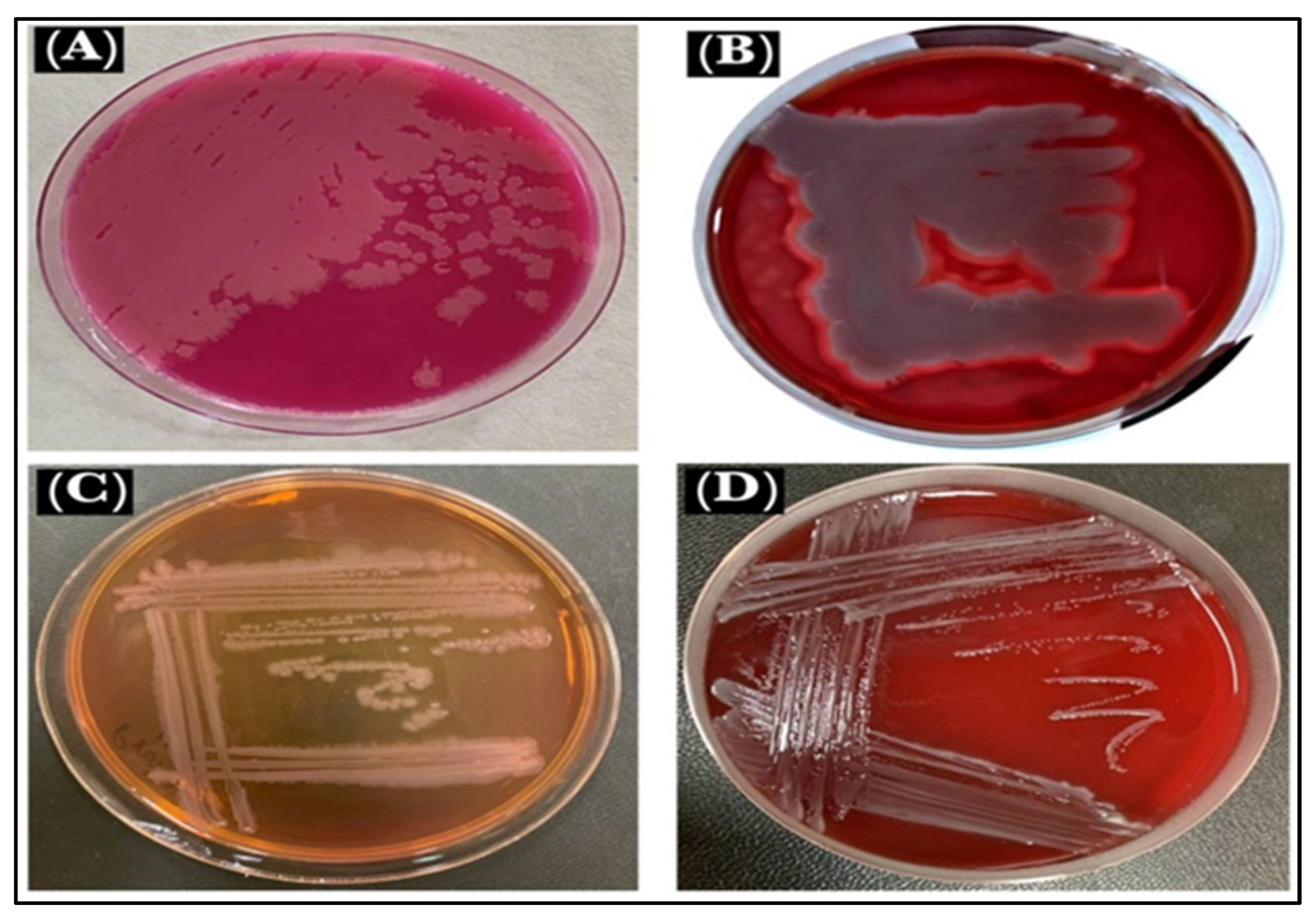 Antibiotics 11 01791 g008 Antibiotics 11 01791 g008