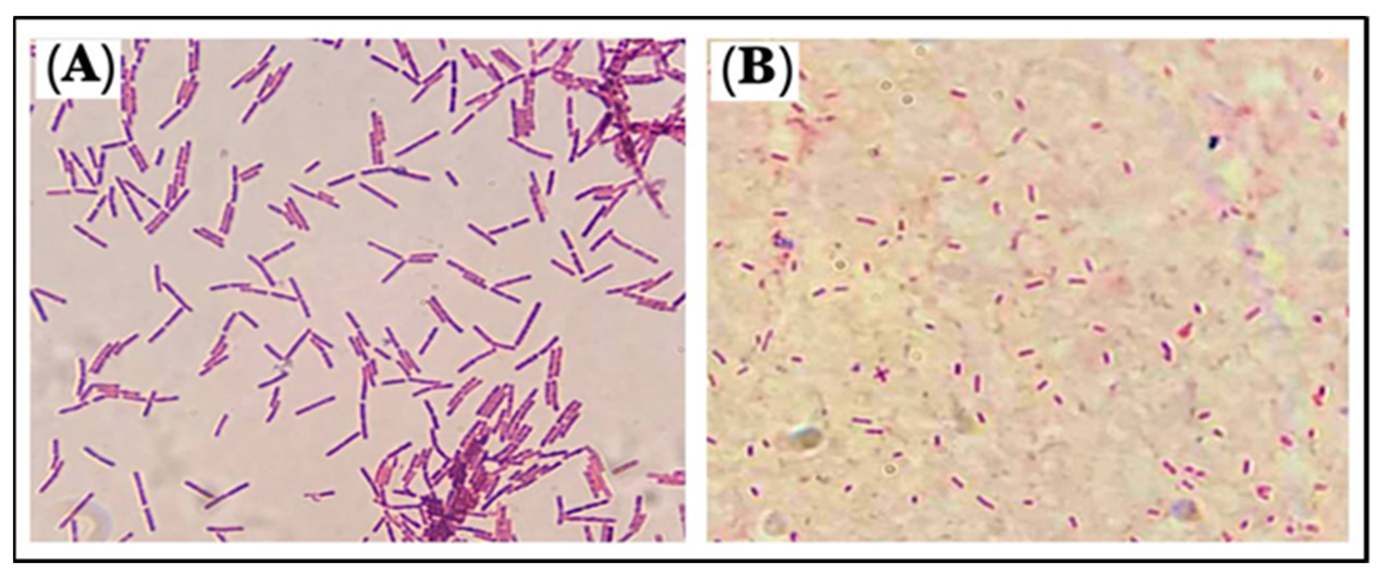 Antibiotics 11 01791 g009 Antibiotics 11 01791 g009