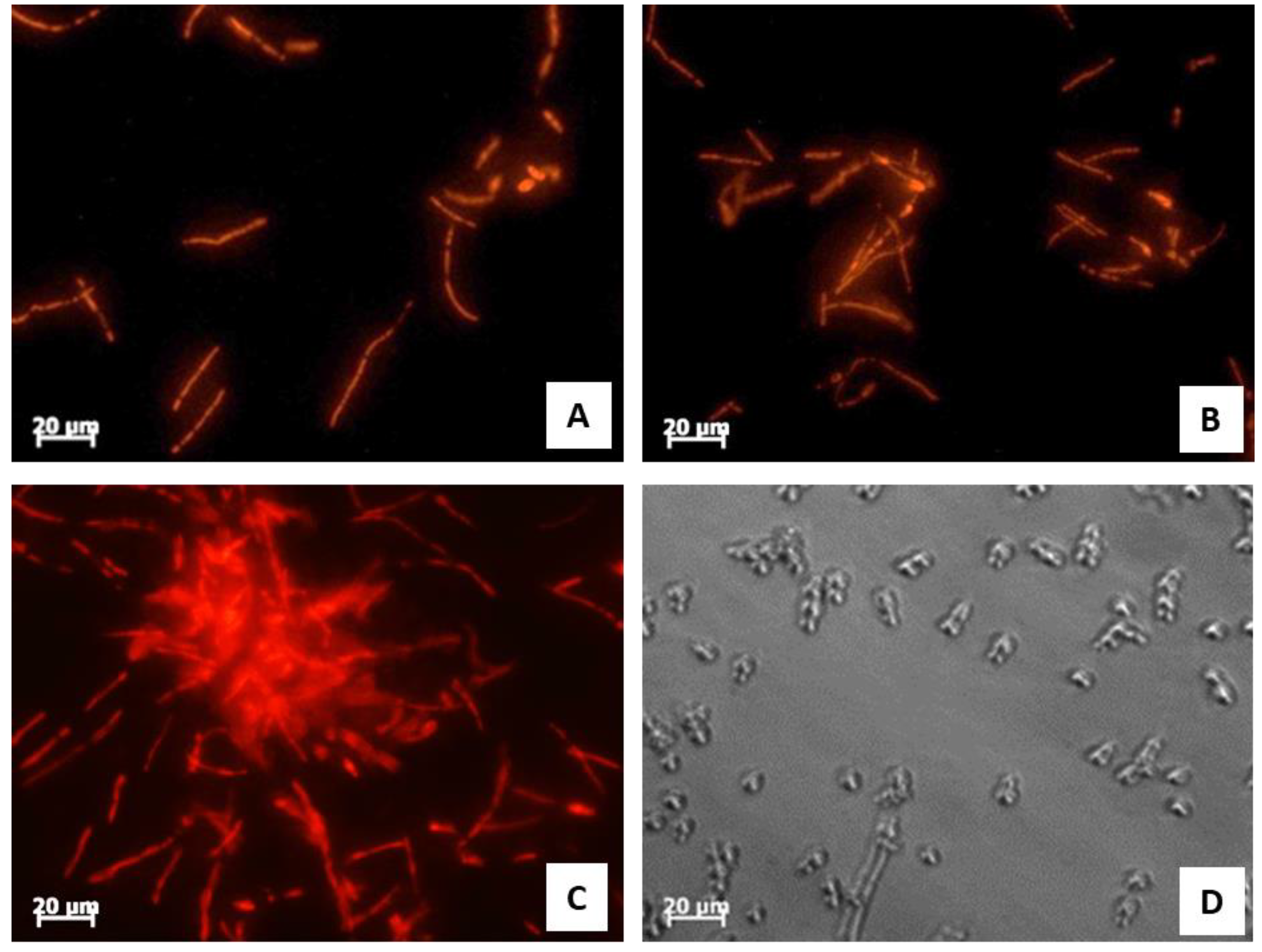 Antibiotics 11 01792 g003 Antibiotics 11 01792 g003