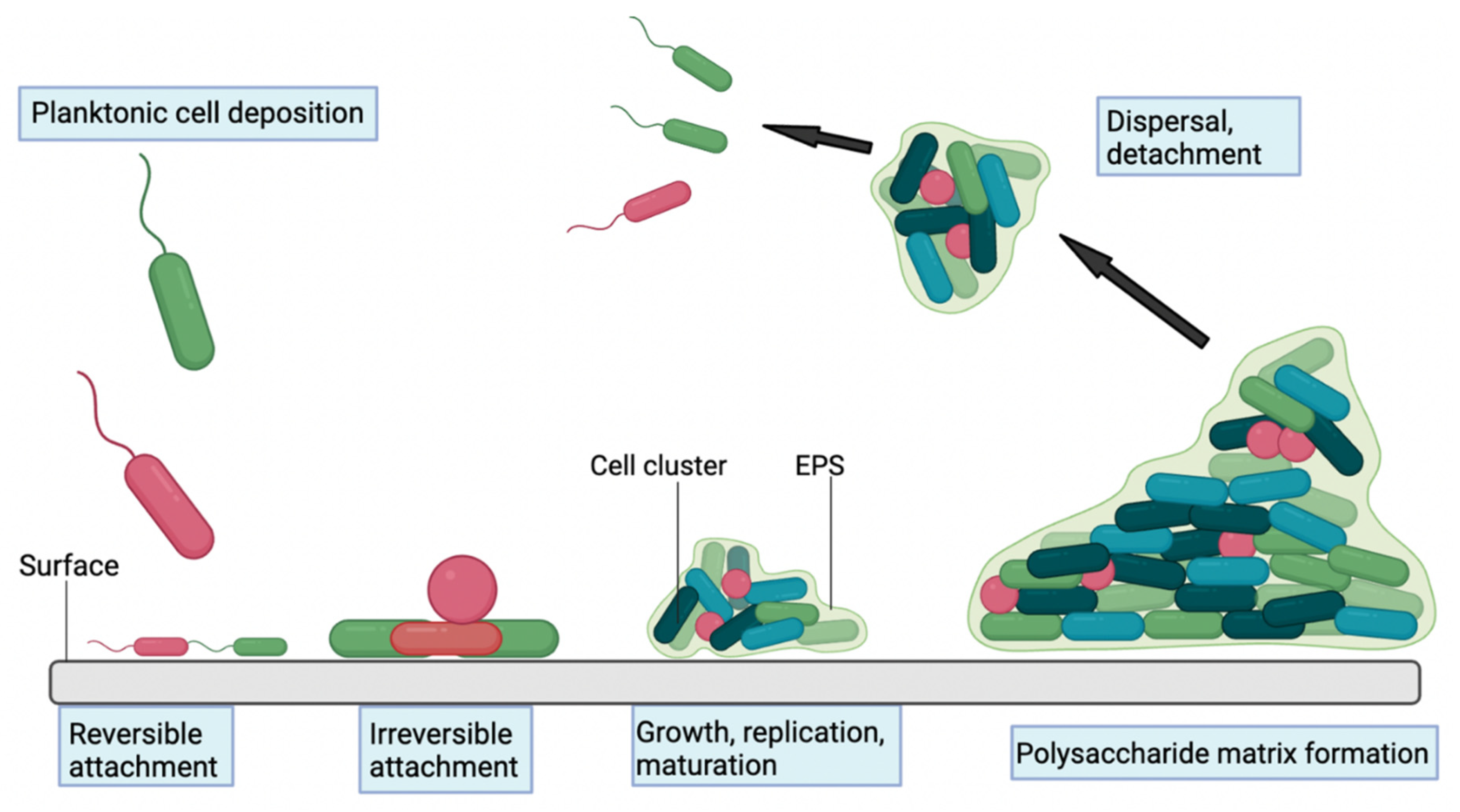 Antibiotics 11 01822 g001 Antibiotics 11 01822 g001