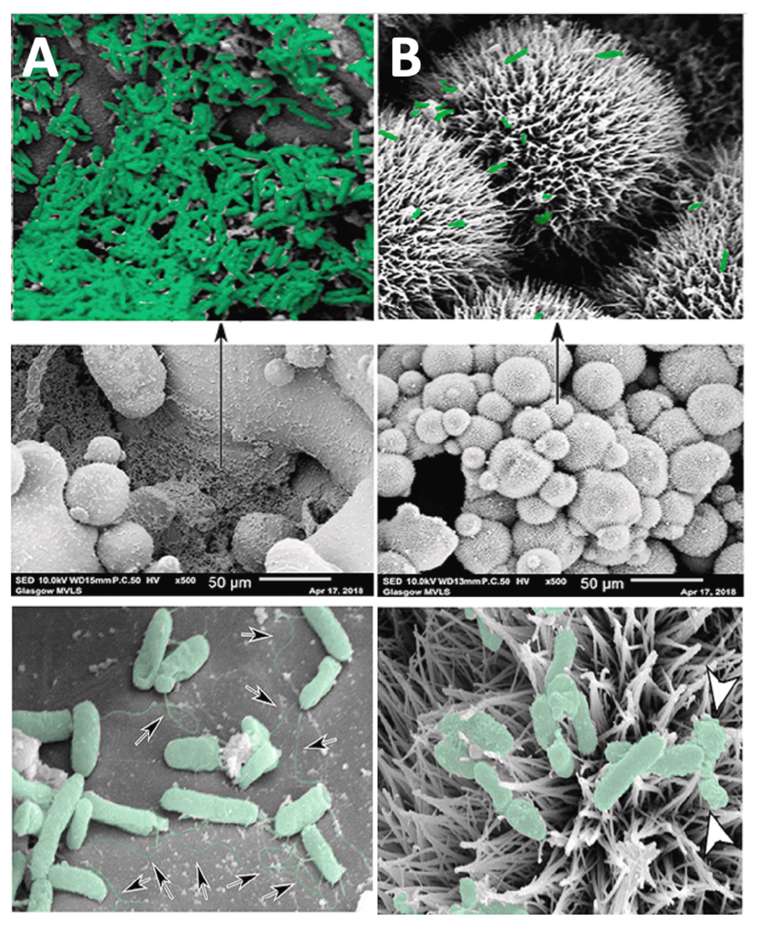 Antibiotics 11 01822 g007 Antibiotics 11 01822 g007
