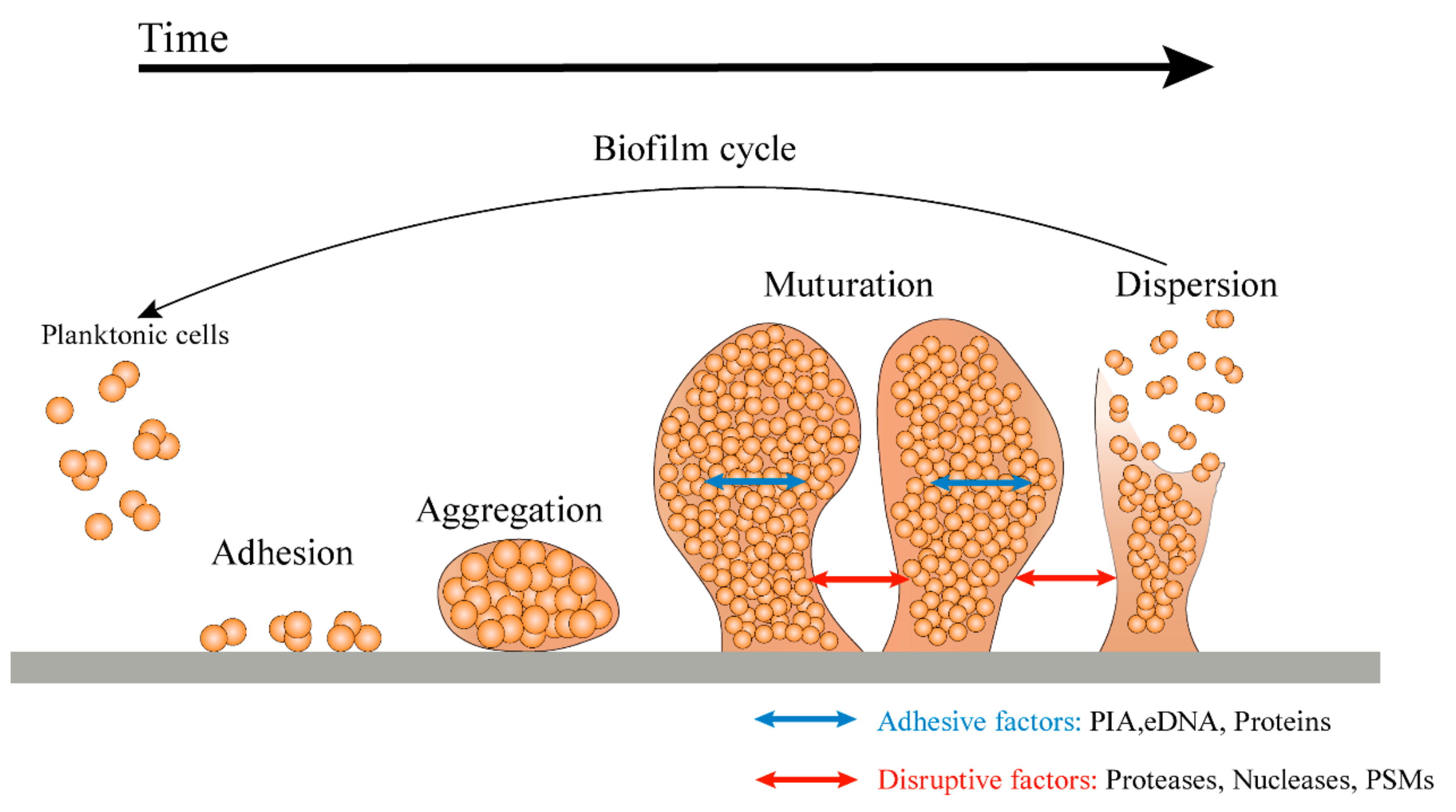 Staphylococcus epidermidis: Trends in Microbiology