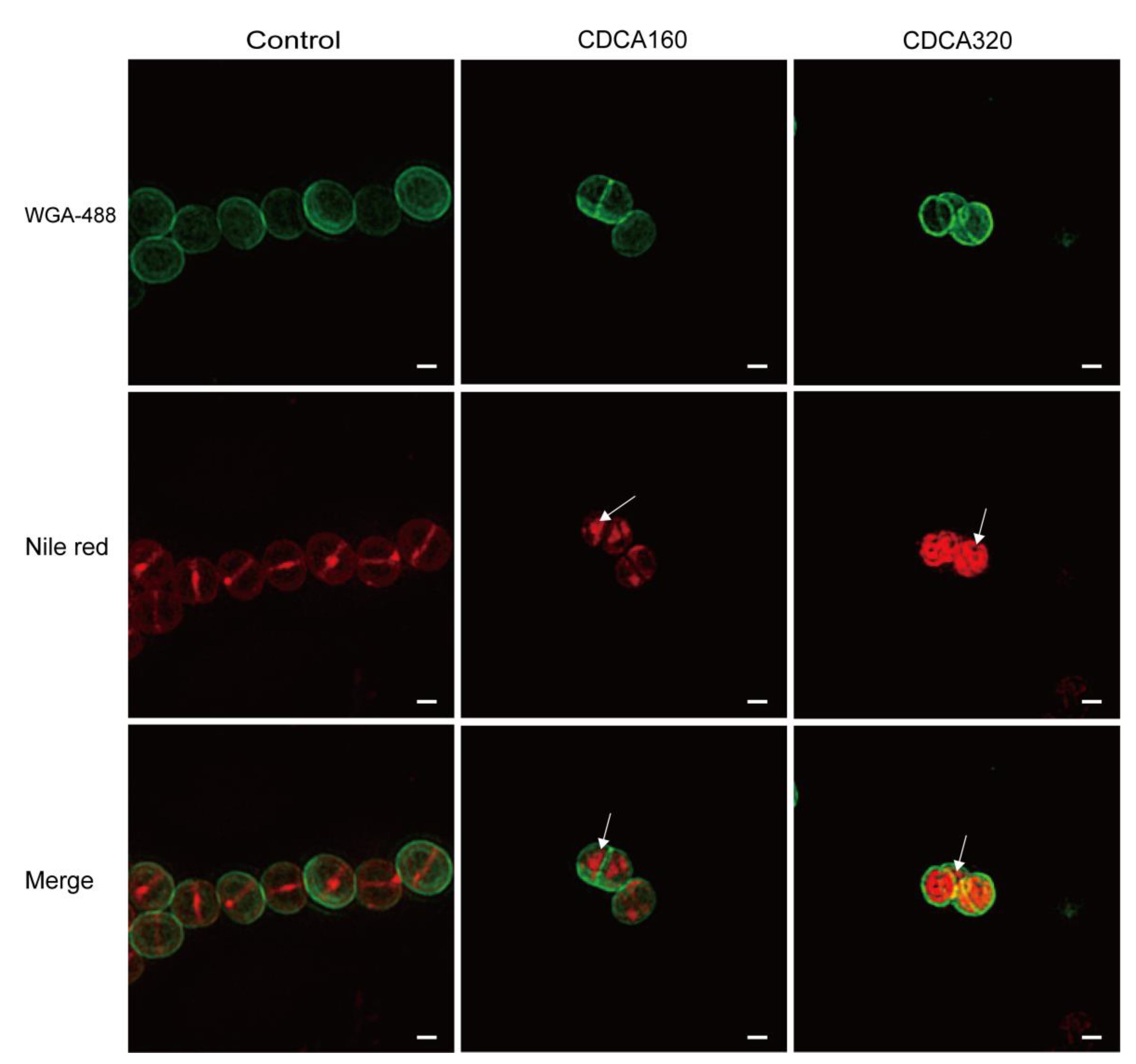 Antibiotics 12 00071 g004