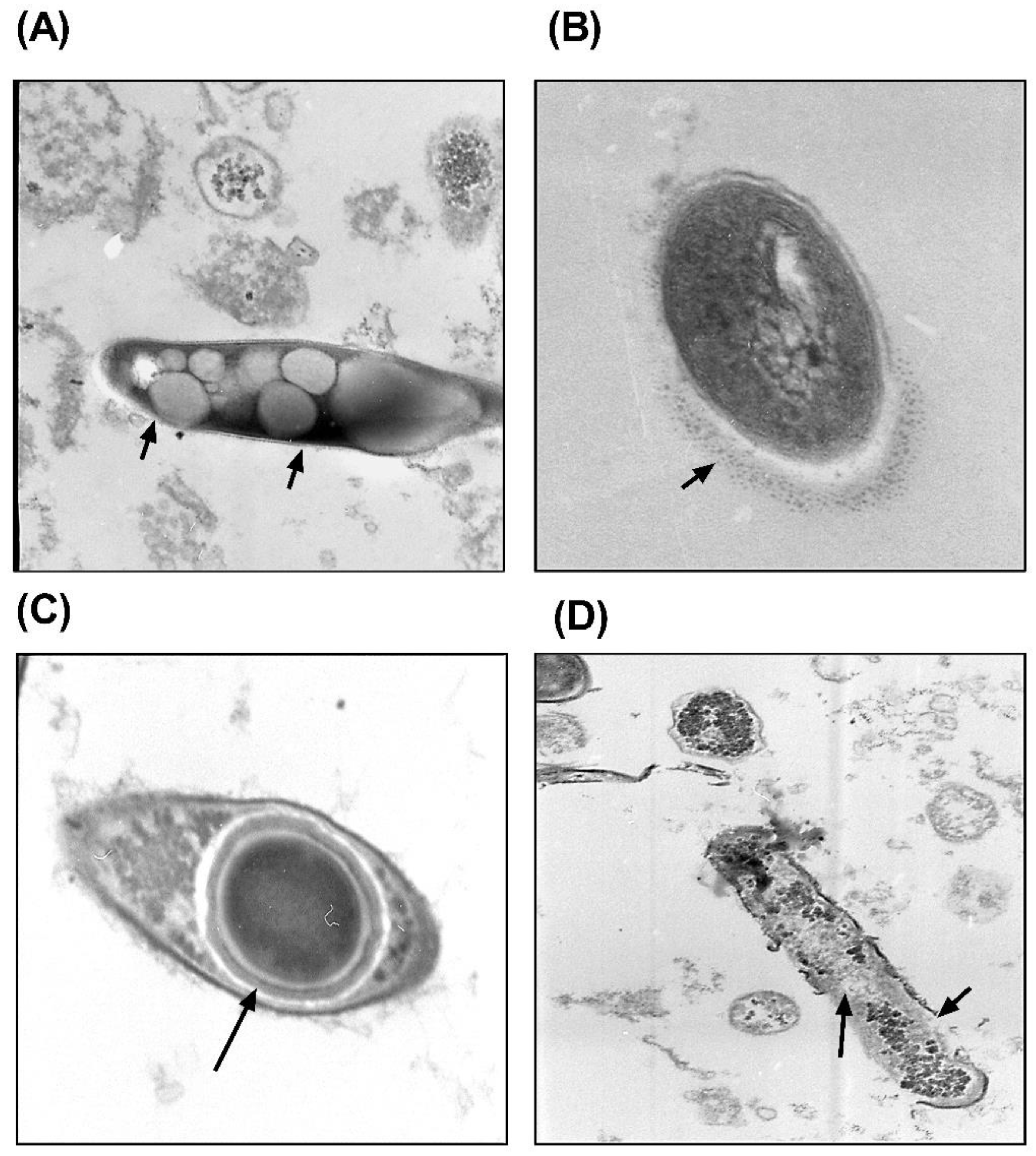Antibiotics 12 00075 g002 Antibiotics 12 00075 g002