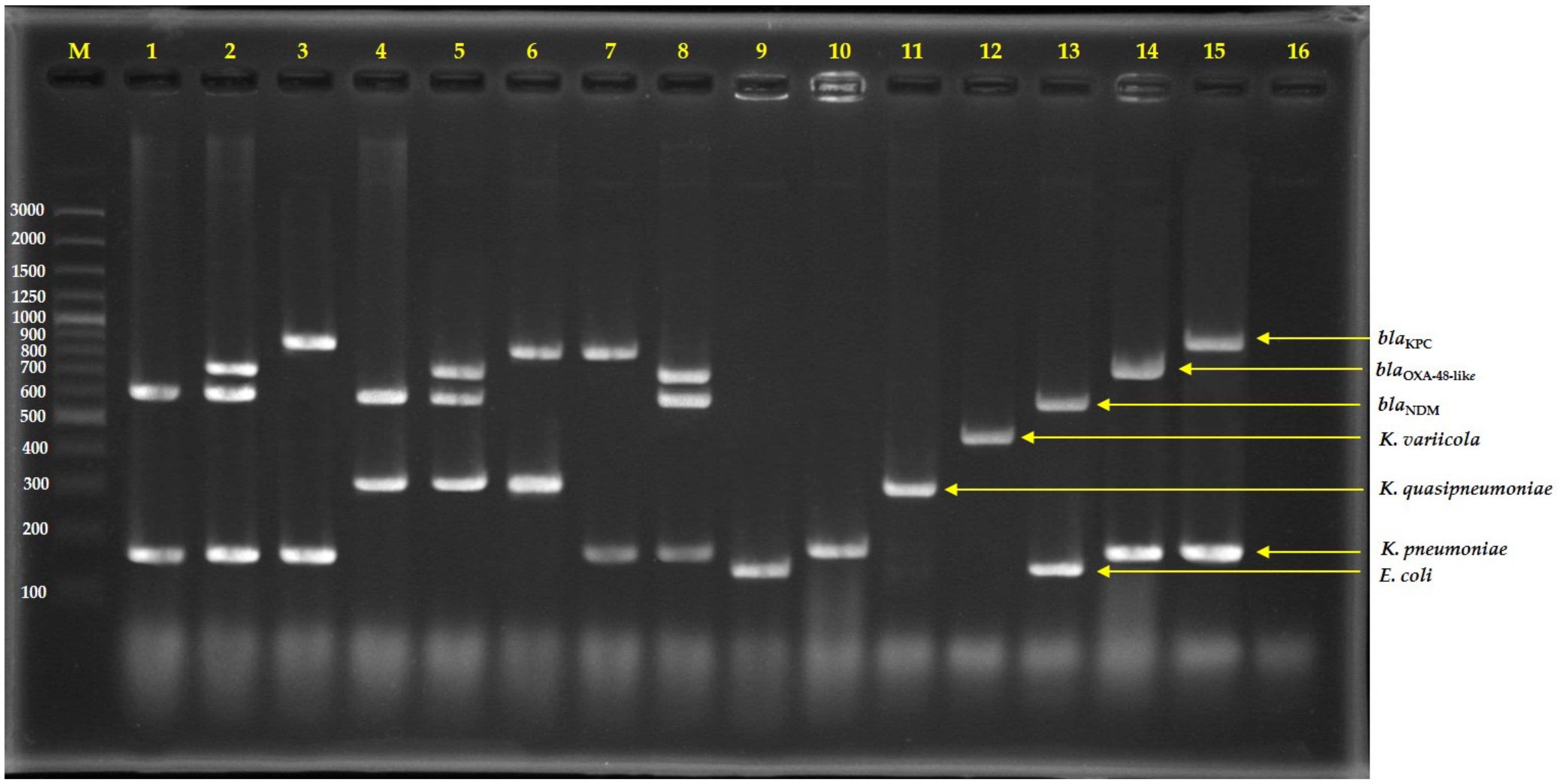 Antibiotics 12 00076 g002 Antibiotics 12 00076 g002