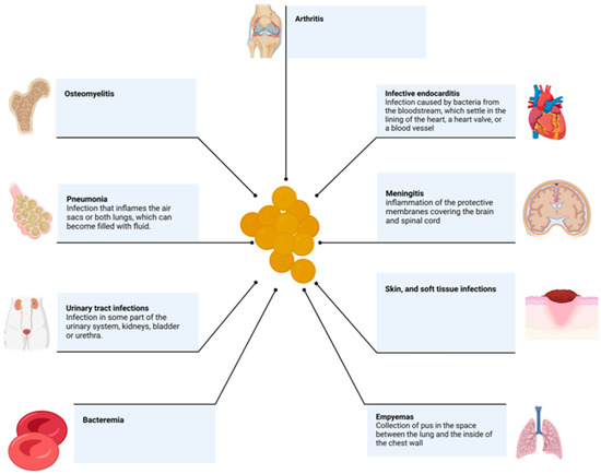 Fact sheet on Staphylococcus - Examining Food