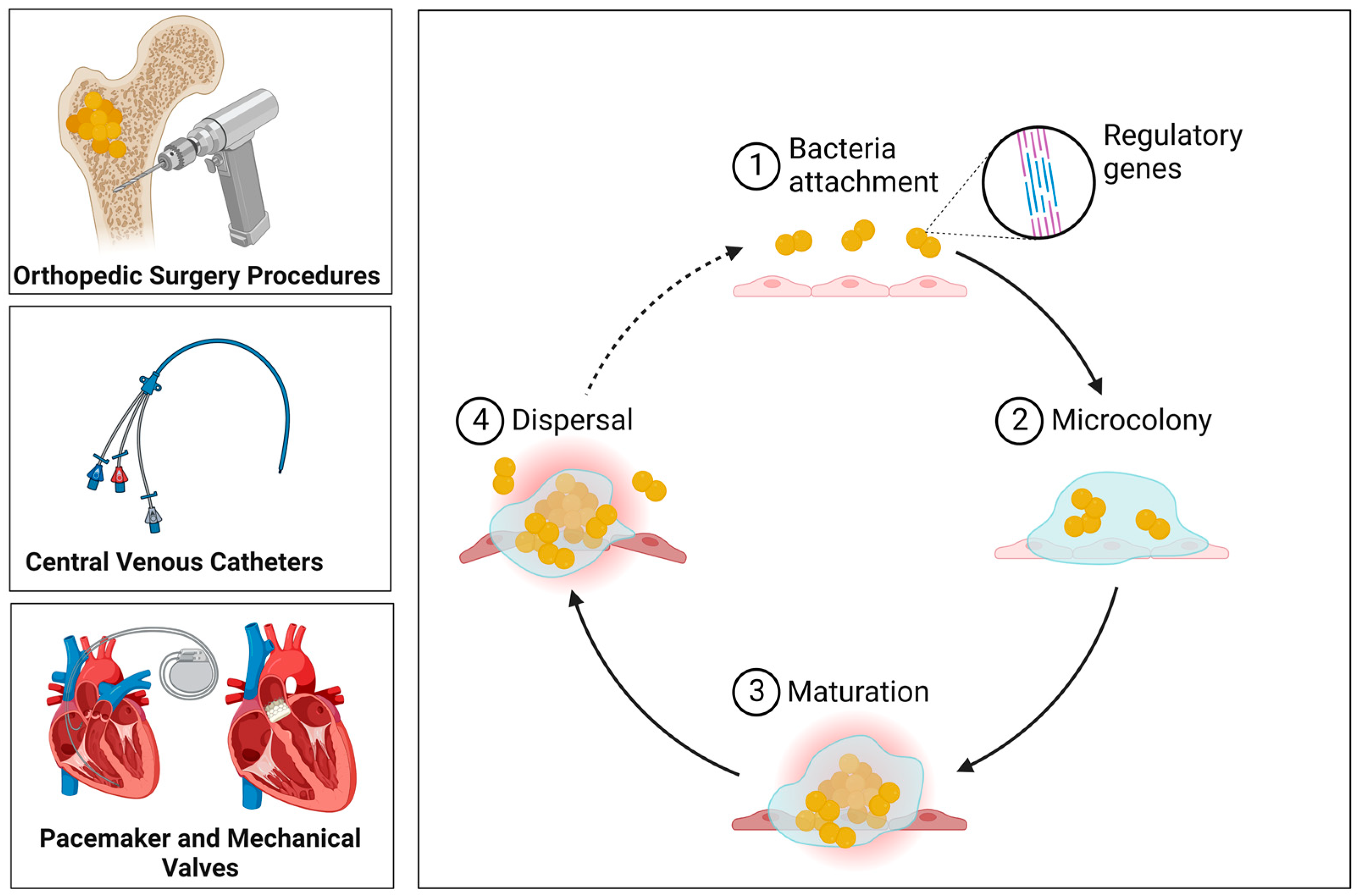 Antibiotics 12 00087 g002 Antibiotics 12 00087 g002