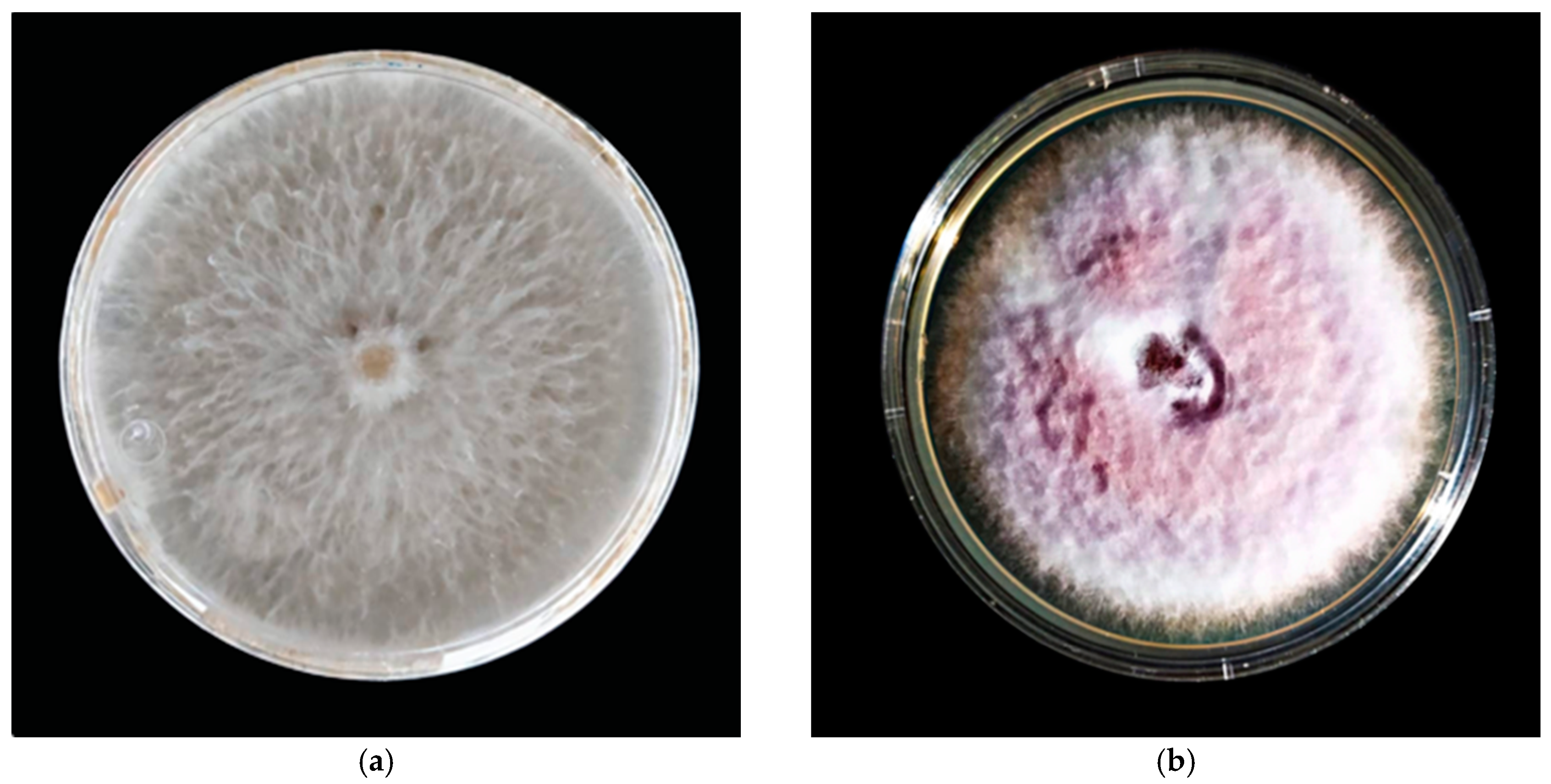 Antibiotics 12 00115 g012 Antibiotics 12 00115 g012