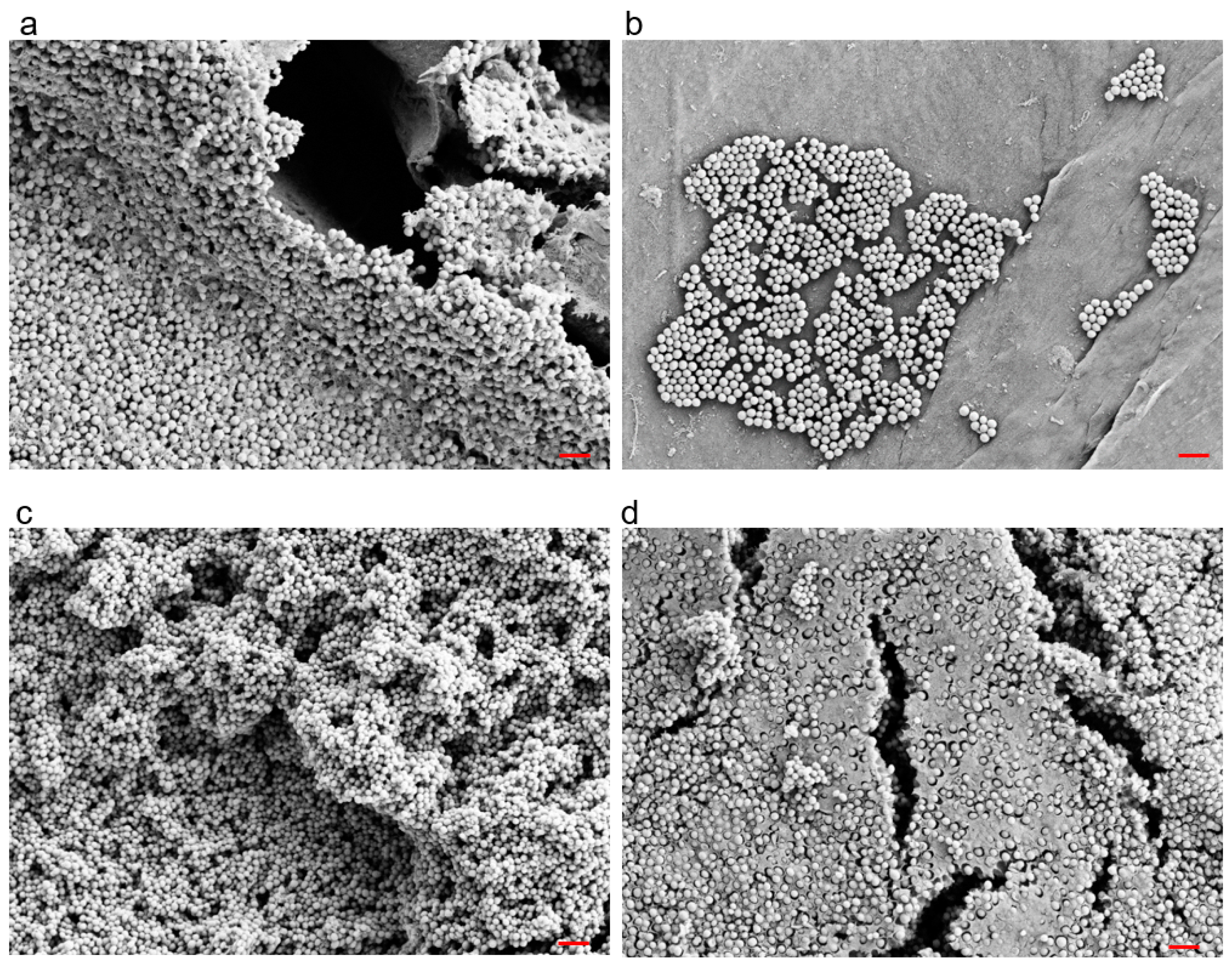Antibiotics 12 00118 g001 Antibiotics 12 00118 g001