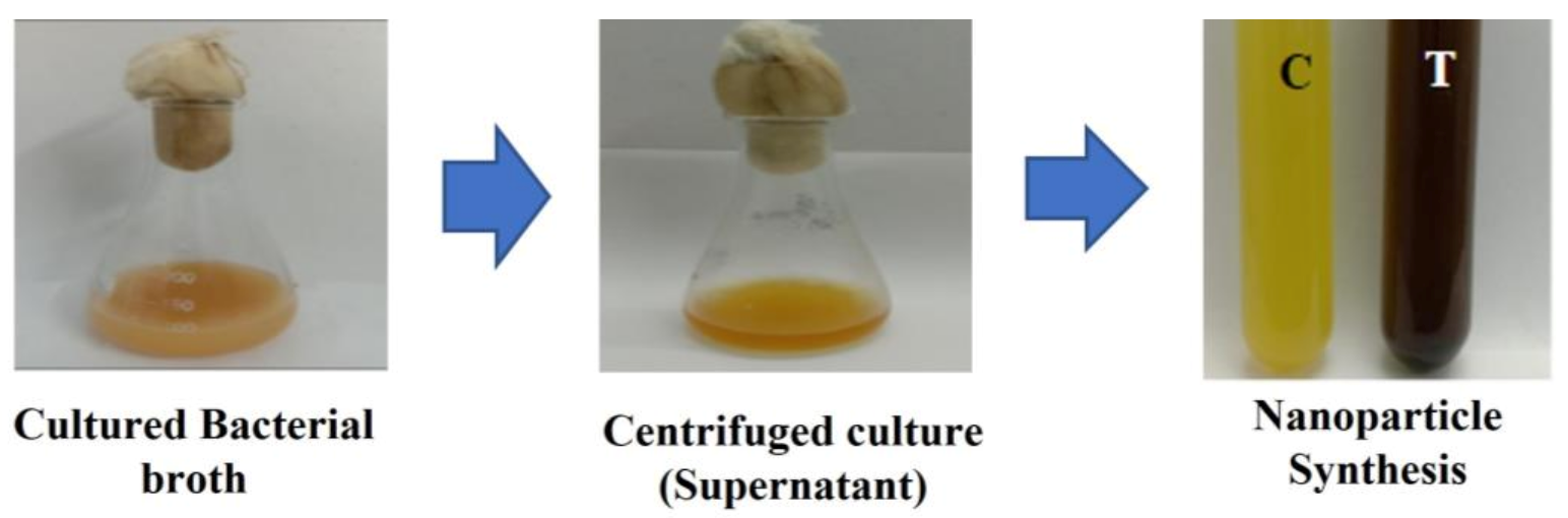Antibiotics 12 00141 g016