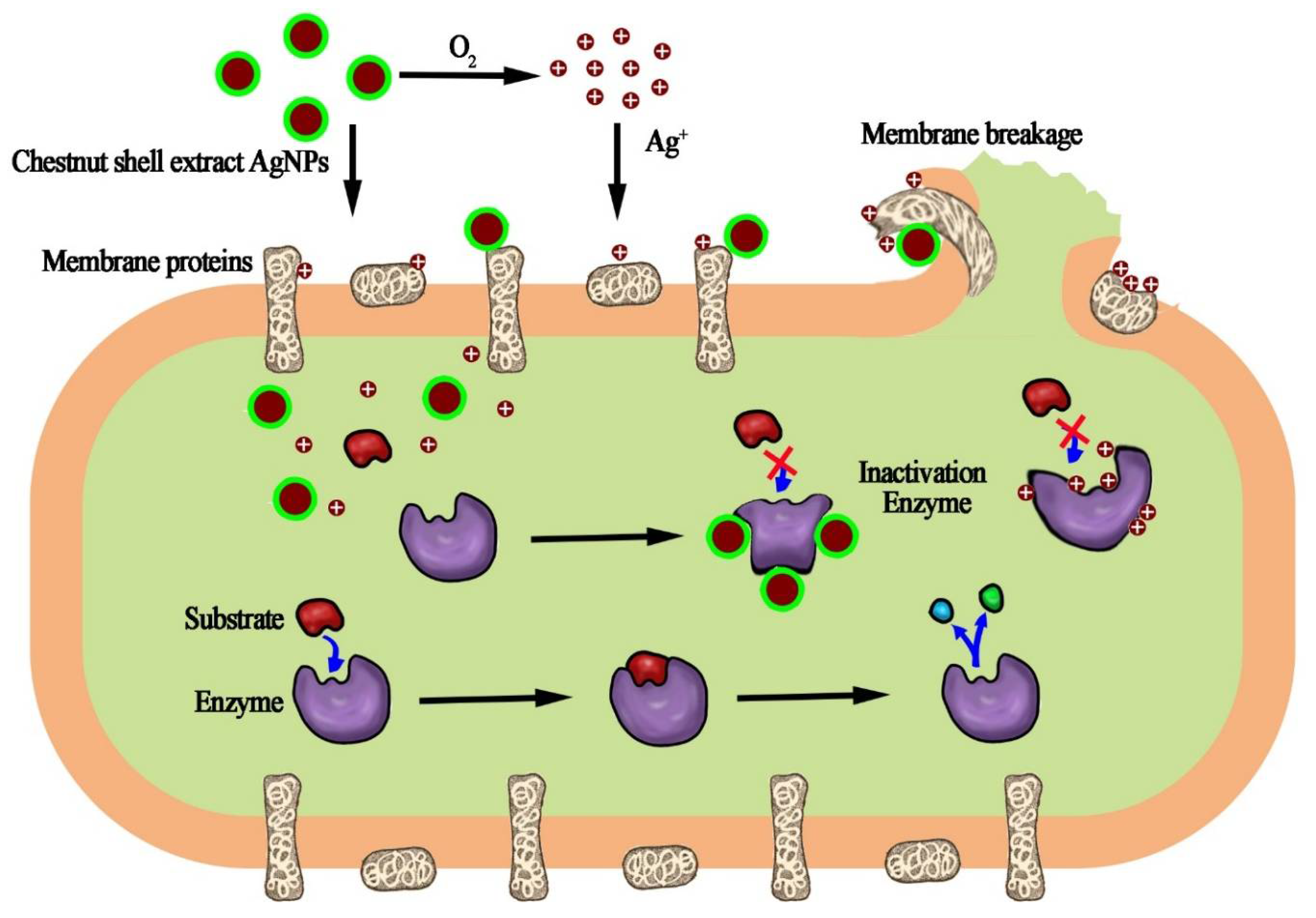 Antibiotics 12 00201 g006 Antibiotics 12 00201 g006