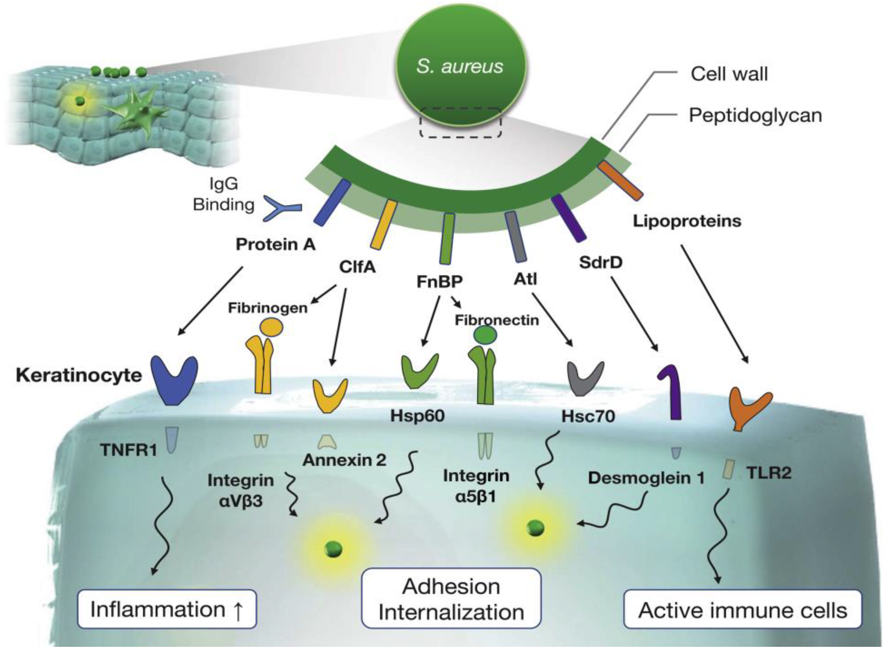 Antibiotics 12 00222 g001