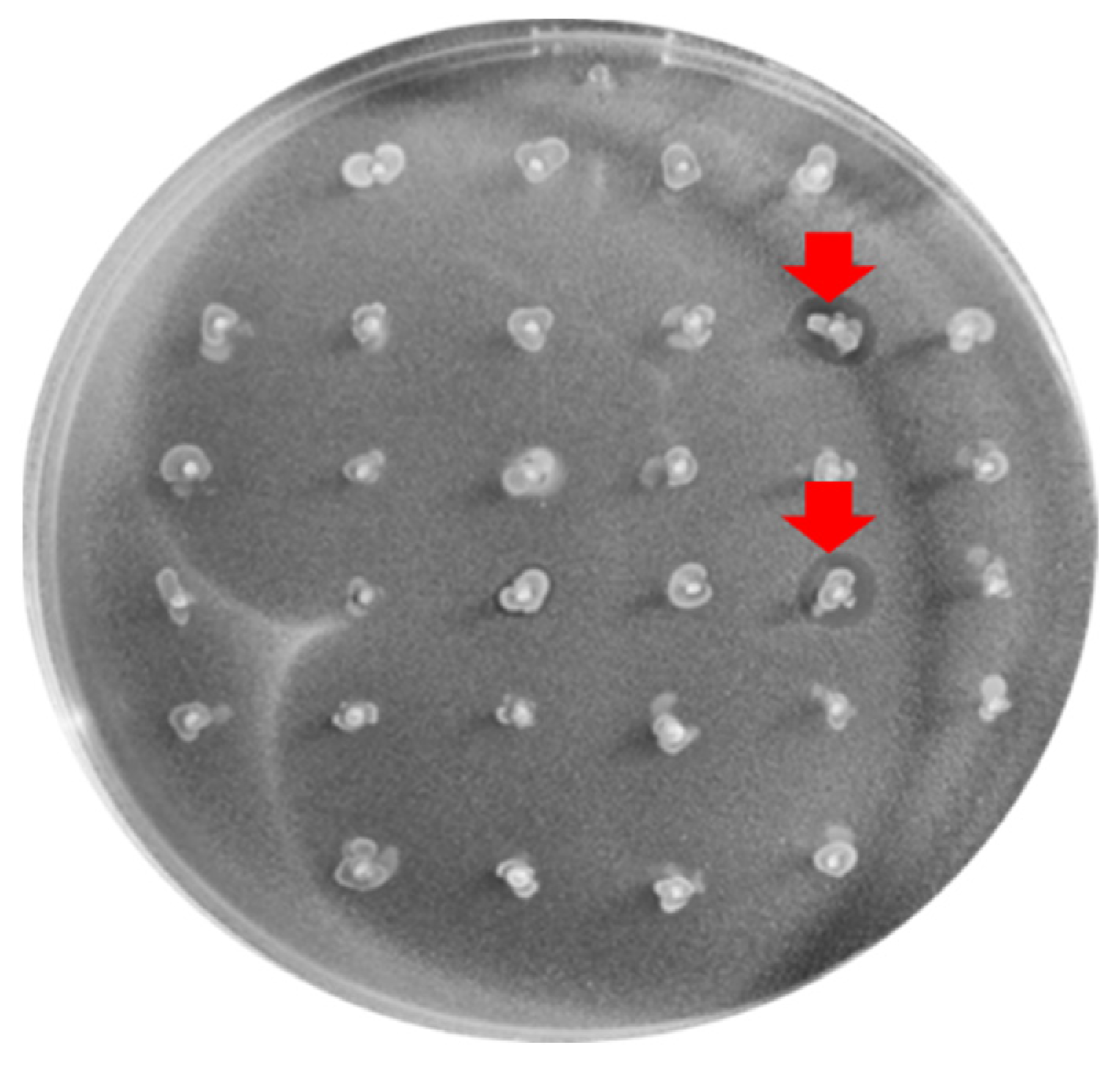 Antibiotics 12 00231 g001 Antibiotics 12 00231 g001