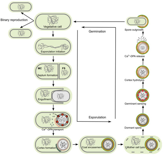Antibiotics Free FullText Targeting the Impossible A Review of