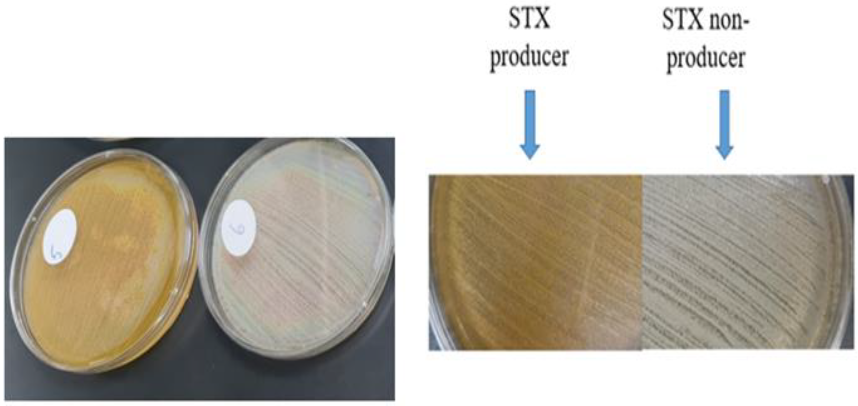 Antibiotics 12 00277 g001