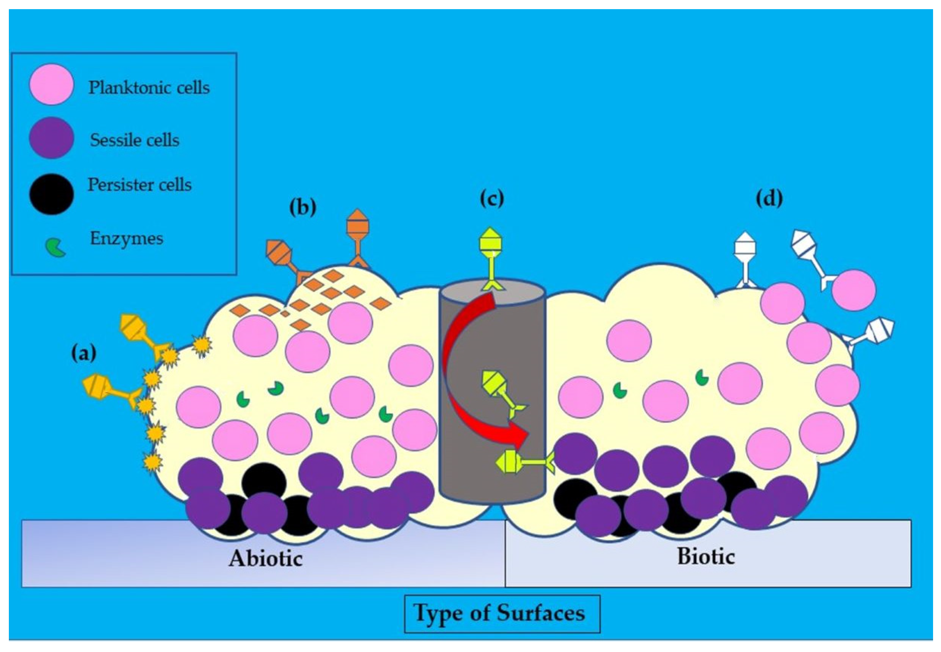 Antibiotics 12 00286 g005 Antibiotics 12 00286 g005