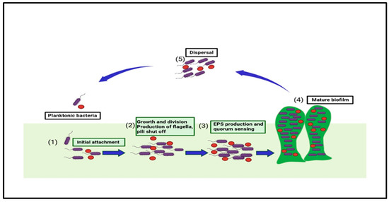 Antibacterial activity and antibiotic-modifying action of carvacrol against  multidrug-resistant bacteria - ScienceDirect