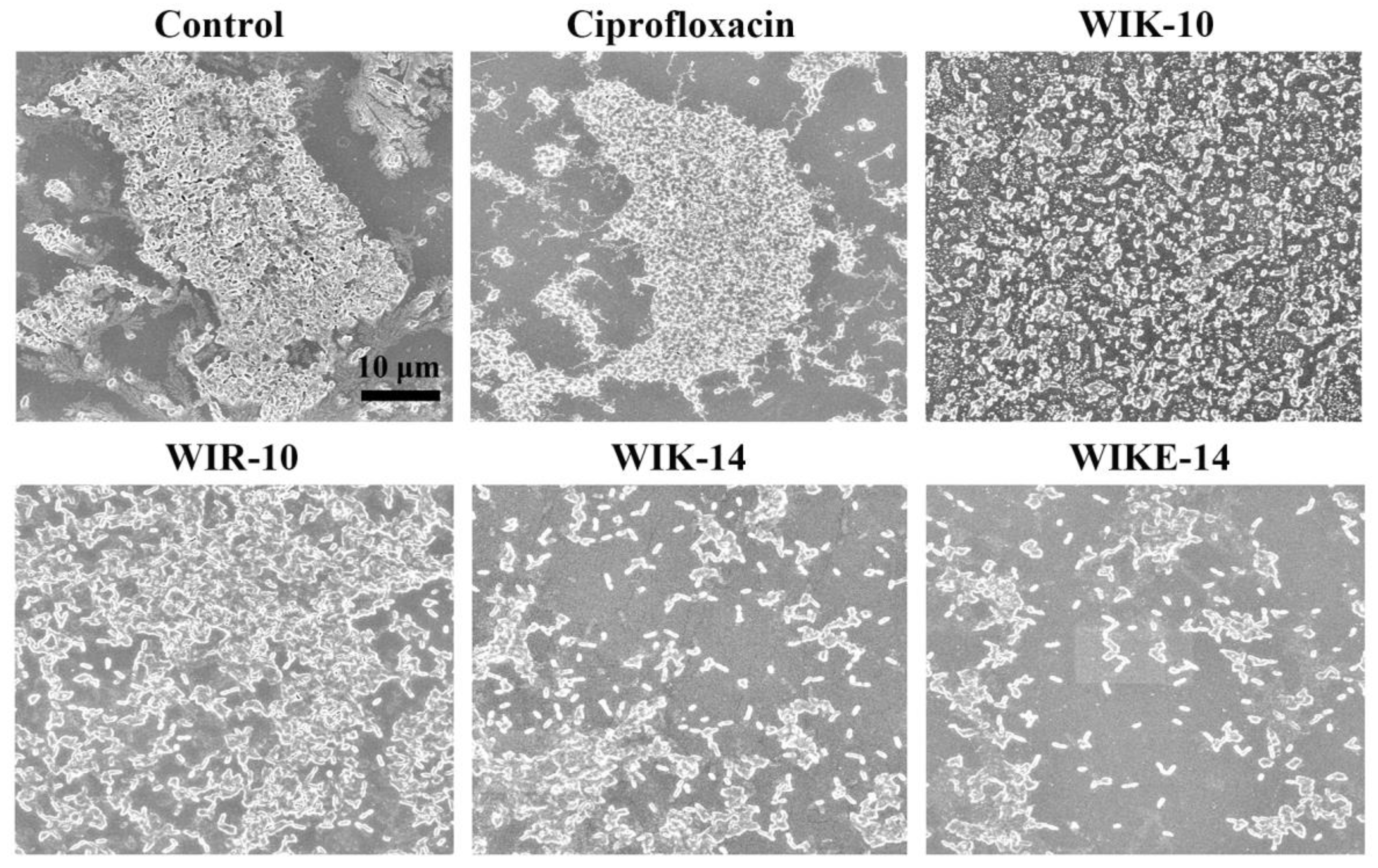 Antibiotics 12 00349 g006 Antibiotics 12 00349 g006