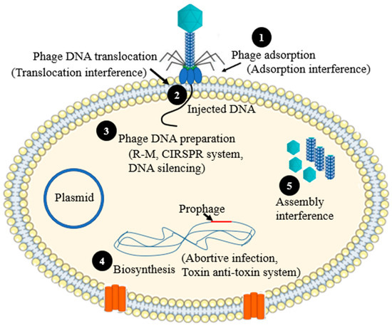 Antibiotics  Free Full-Text  The Battle between Bacteria and Bacteriophages: A Conundrum to 