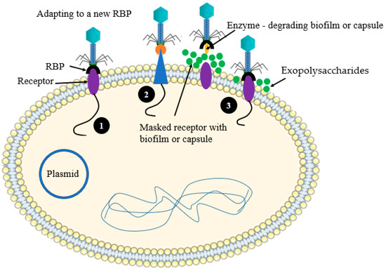 Antibiotics | Free Full-Text | The Battle between Bacteria and ...
