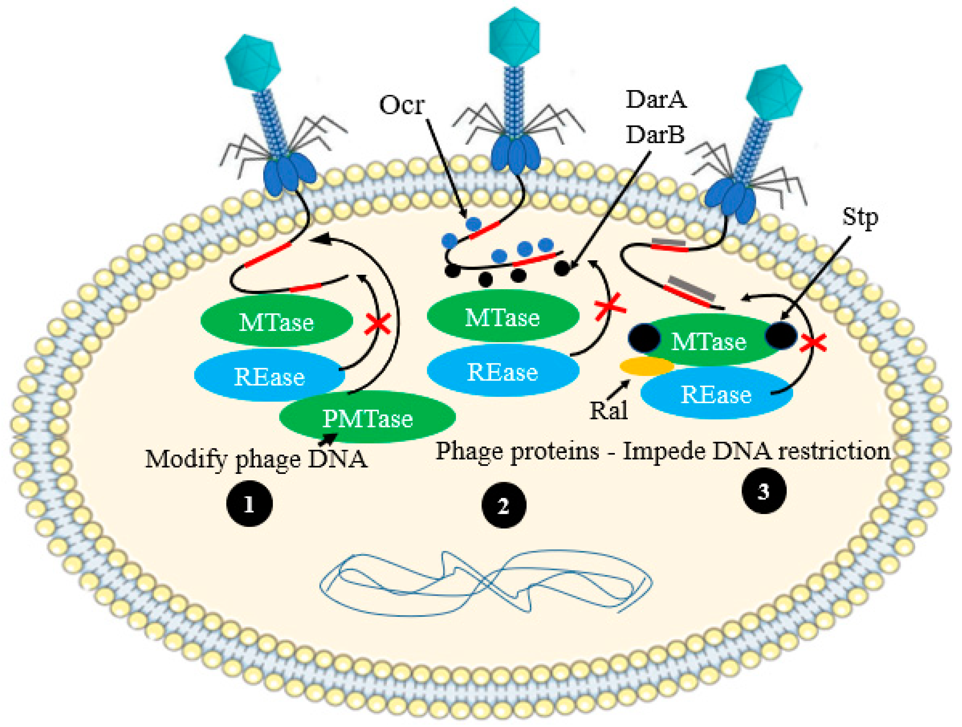 Antibiotics 12 00381 g010 Antibiotics 12 00381 g010