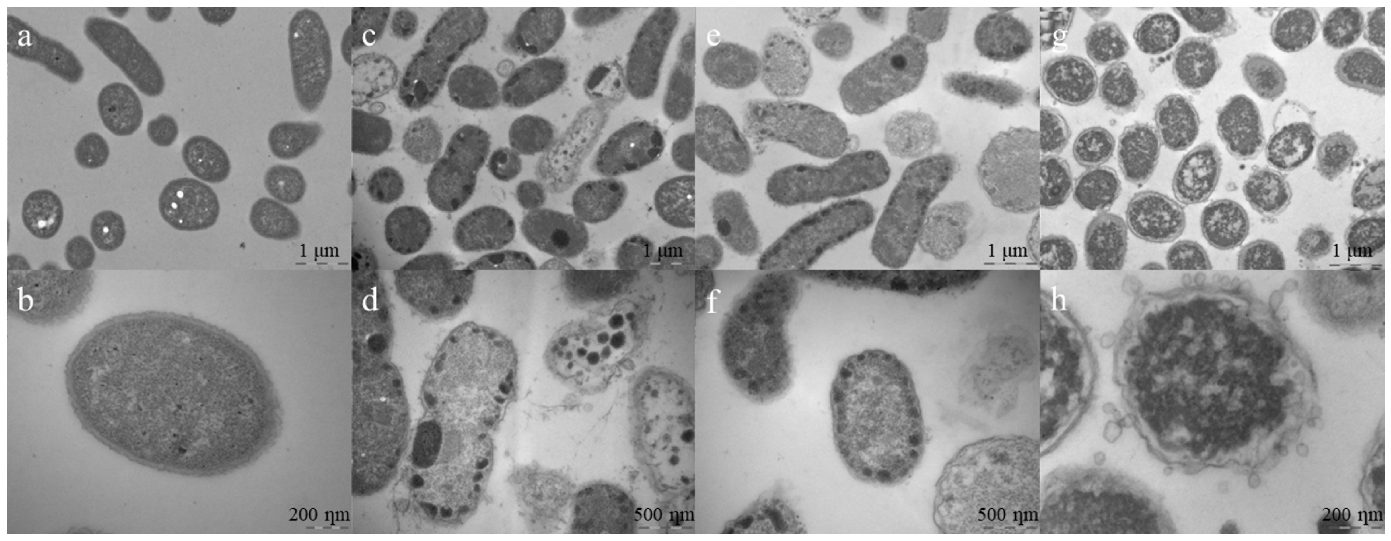 Antibiotics 12 00391 g007