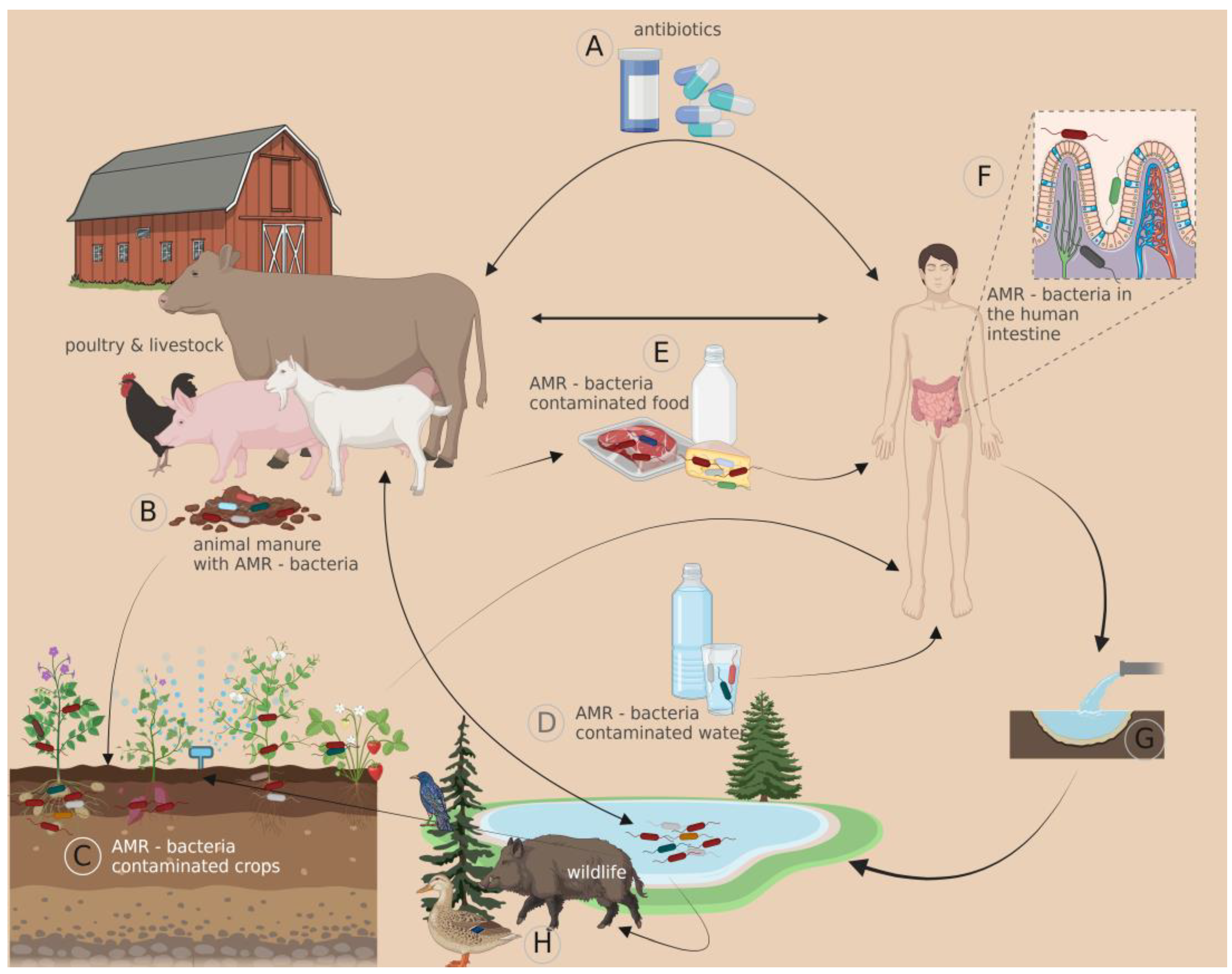 Antibiotics 12 00402 g002
