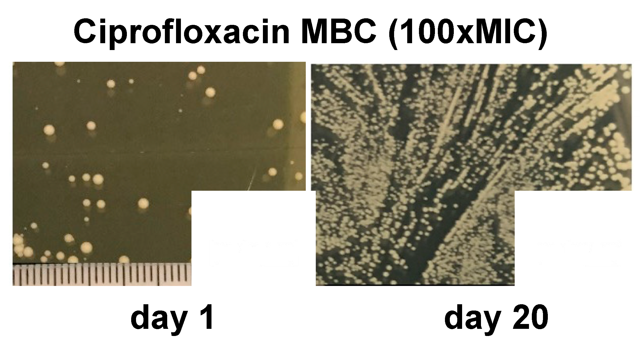 Antibiotics 12 00406 g002