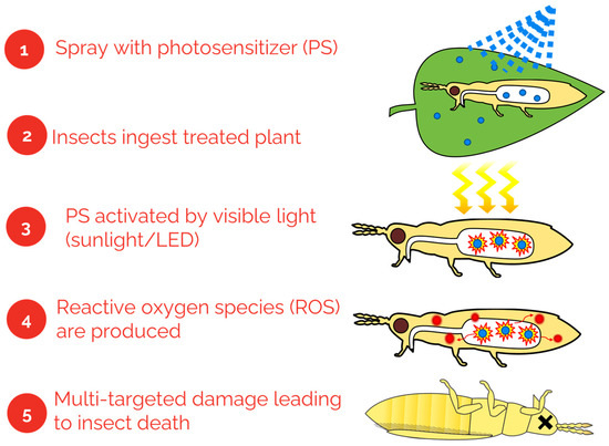 Antibiotics | Free Full-Text | Efficacy of Oil and Photosensitizer against Frankliniella occidentalis in Greenhouse Sweet Pepper Antibiotics | Free Full-Text | Efficacy of Oil and Photosensitizer against Frankliniella occidentalis in Greenhouse Sweet Pepper