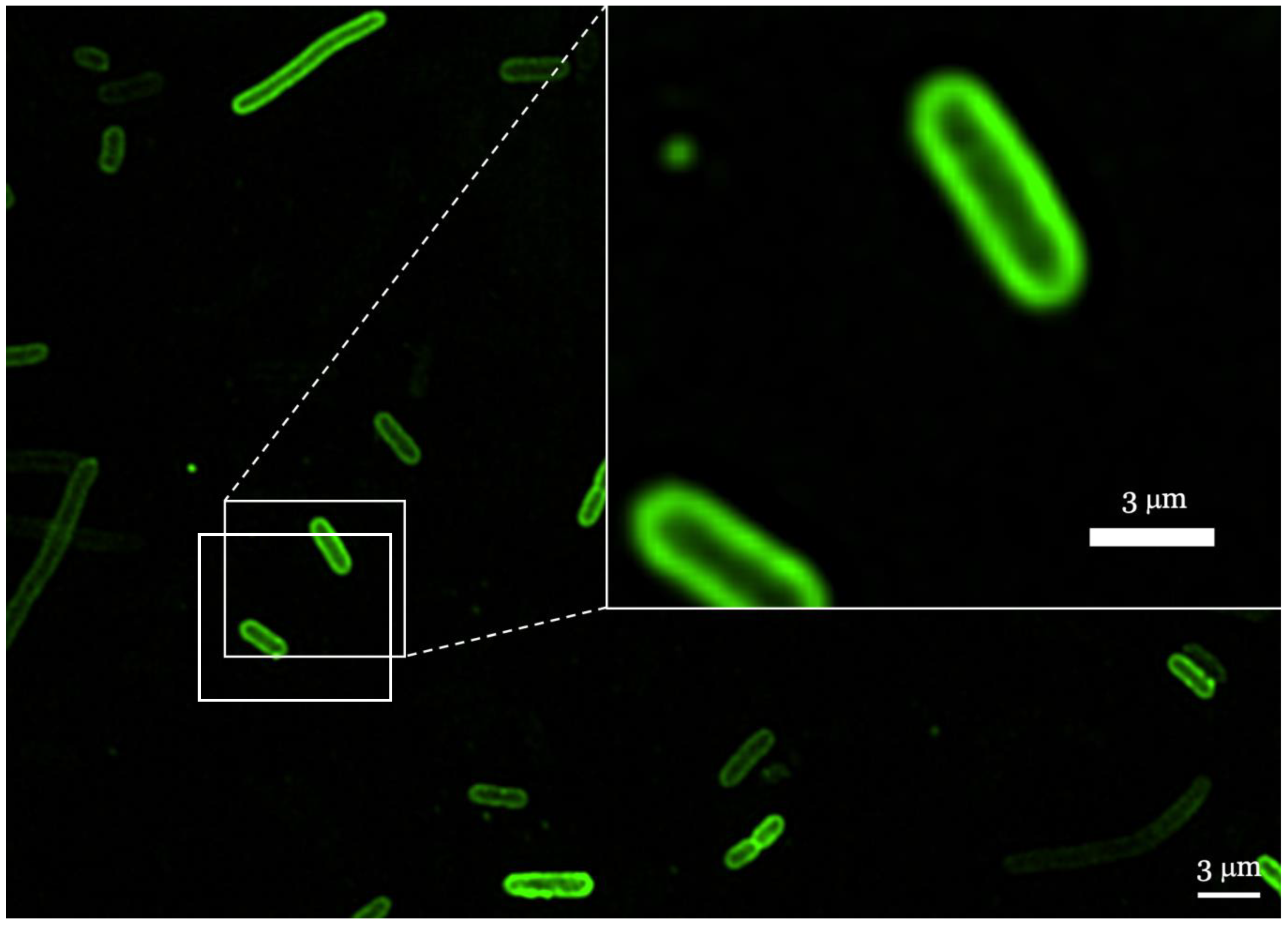 Antibiotics 12 00551 g005 Antibiotics 12 00551 g005