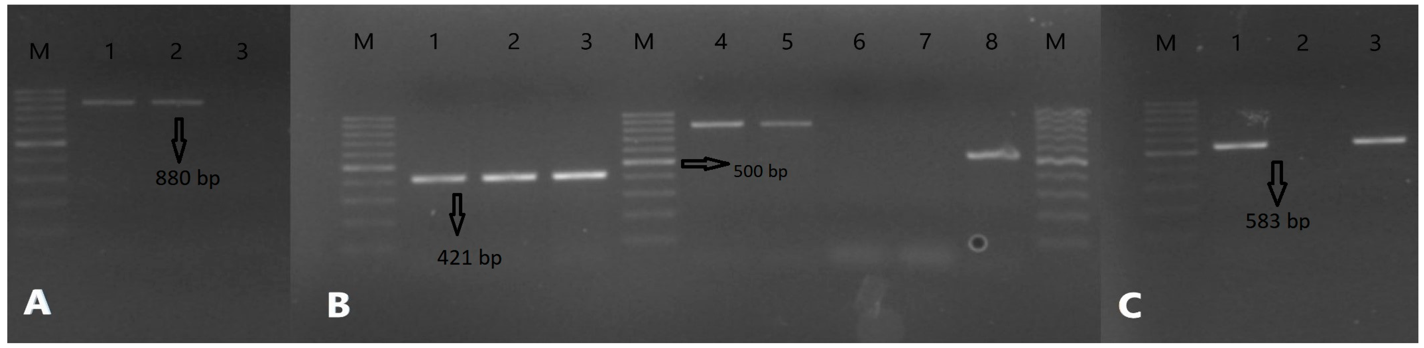 Antibiotics 12 00556 g006 Antibiotics 12 00556 g006