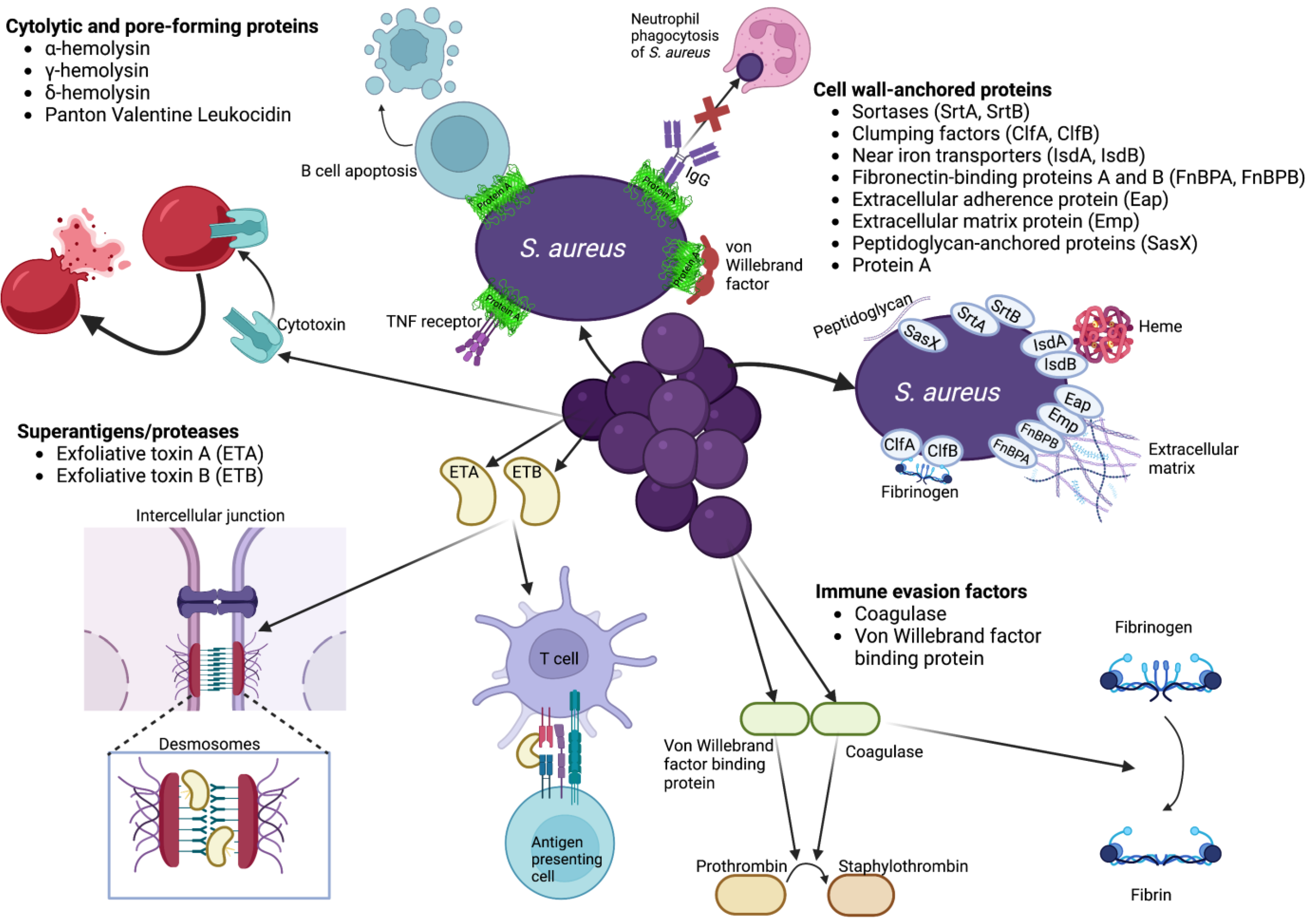 Hyperglycemia in Diabetic Skin Infections Promotes Staphylococcus aureus  Virulence Factor Aureolysin: Visualization by Molecular Imaging