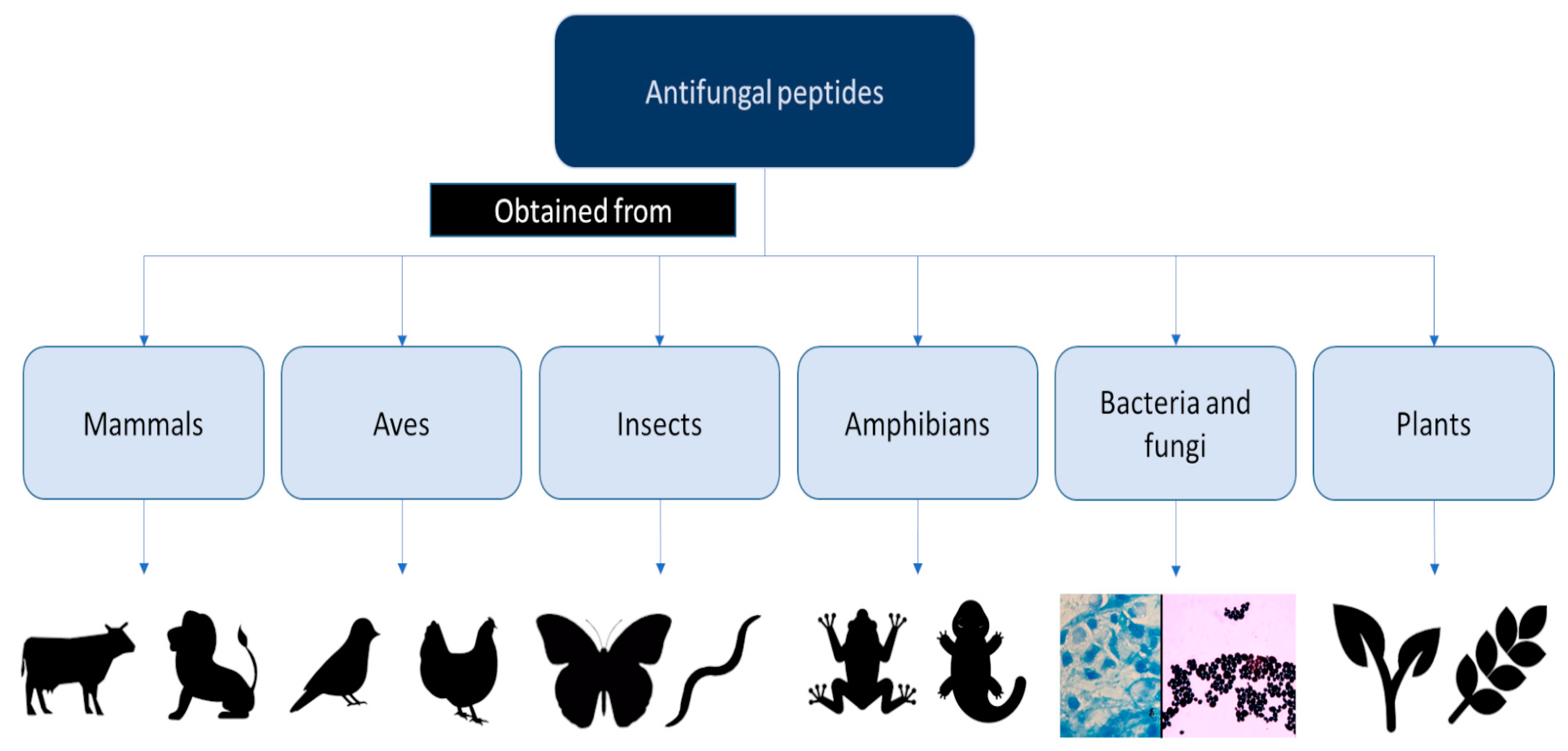 Antibiotics 12 00566 g002